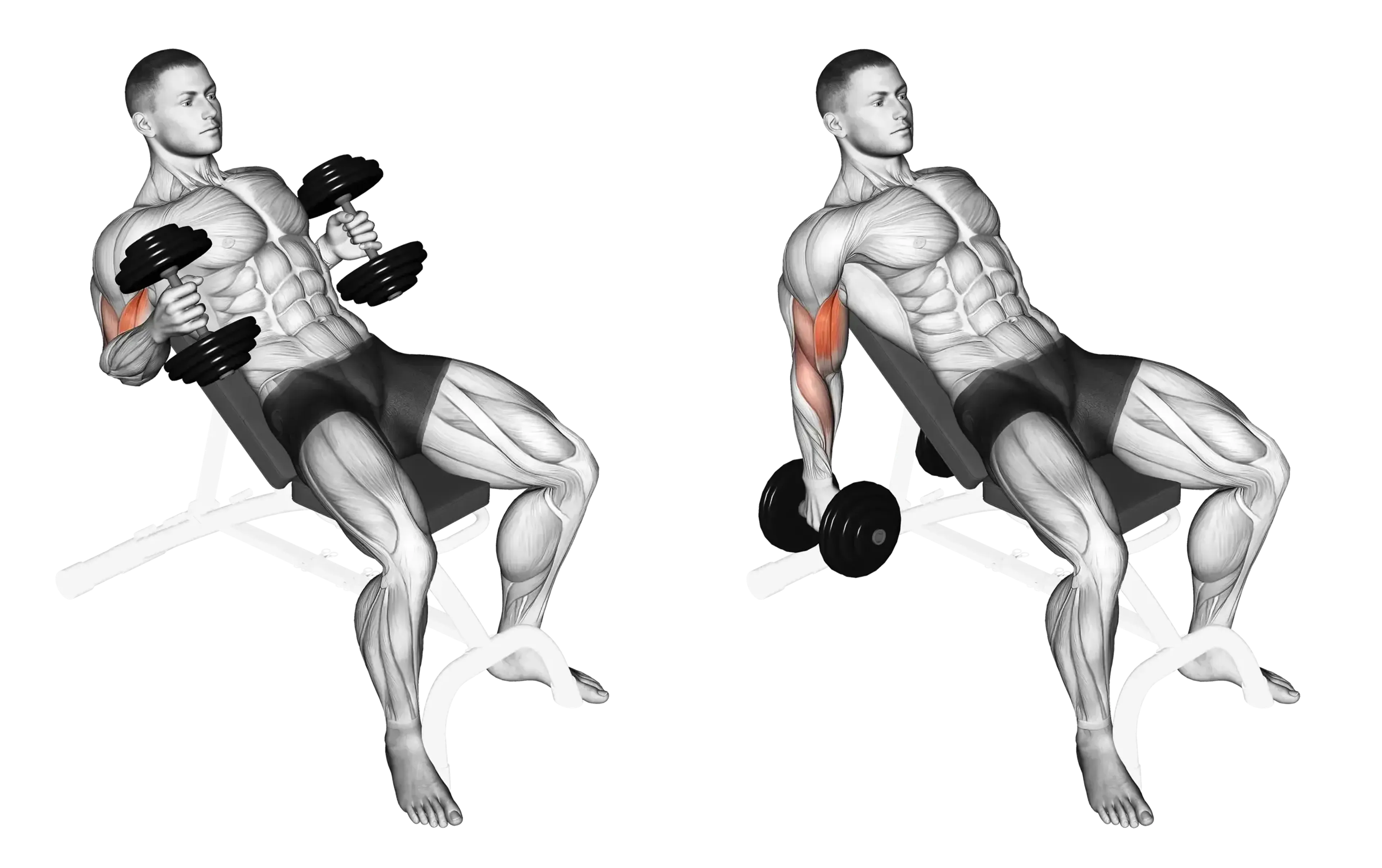 Dumbbell Incline Hammer Curl