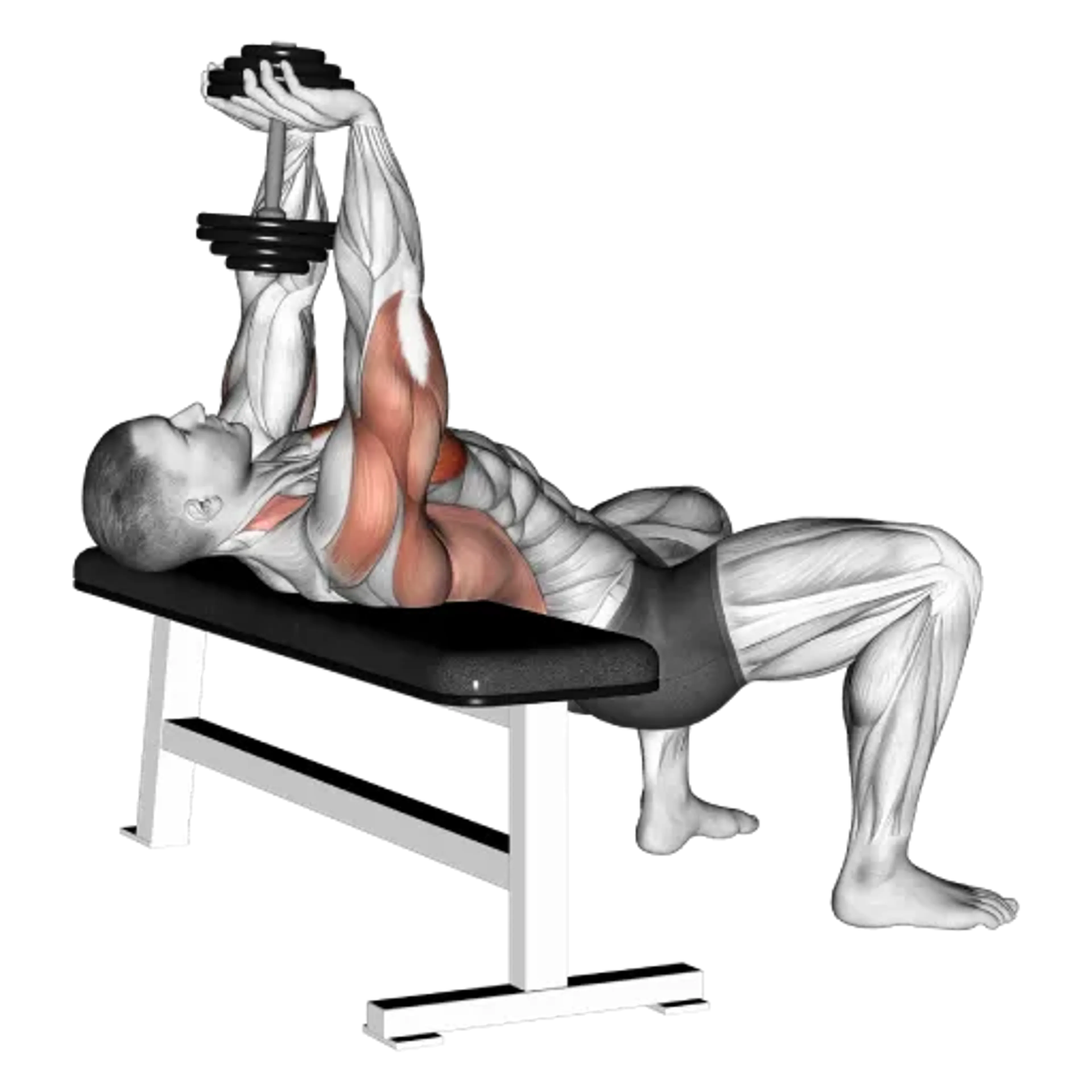 Dumbbell Pullover (Bridge Position)
