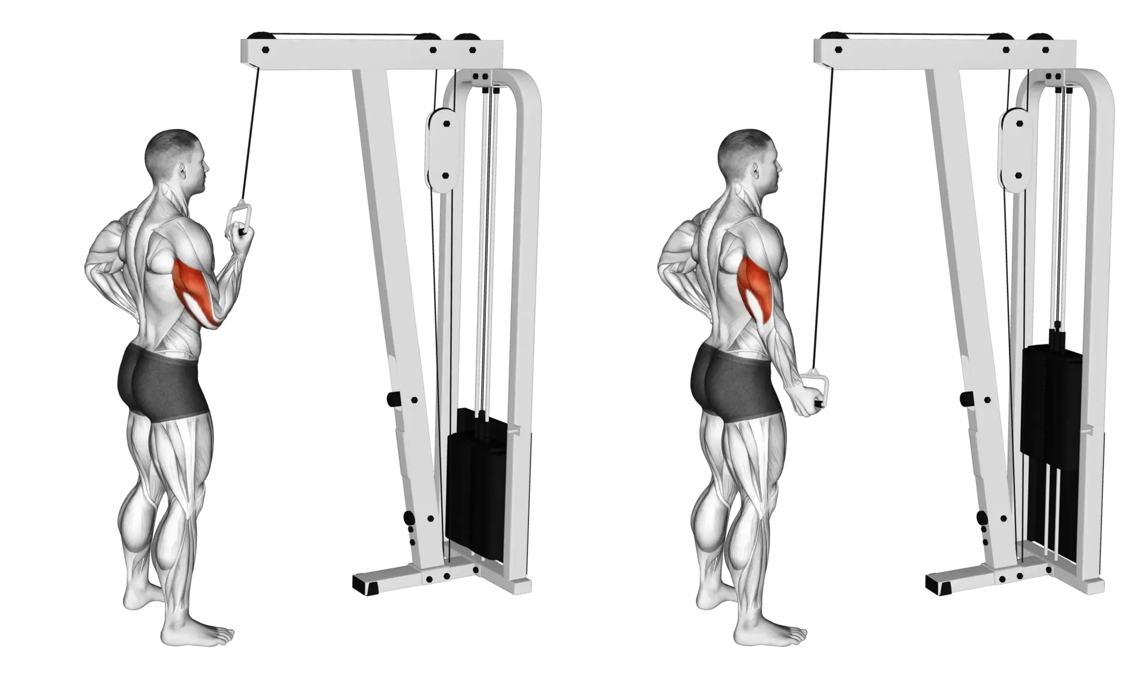Cable Single-Arm Pushdown