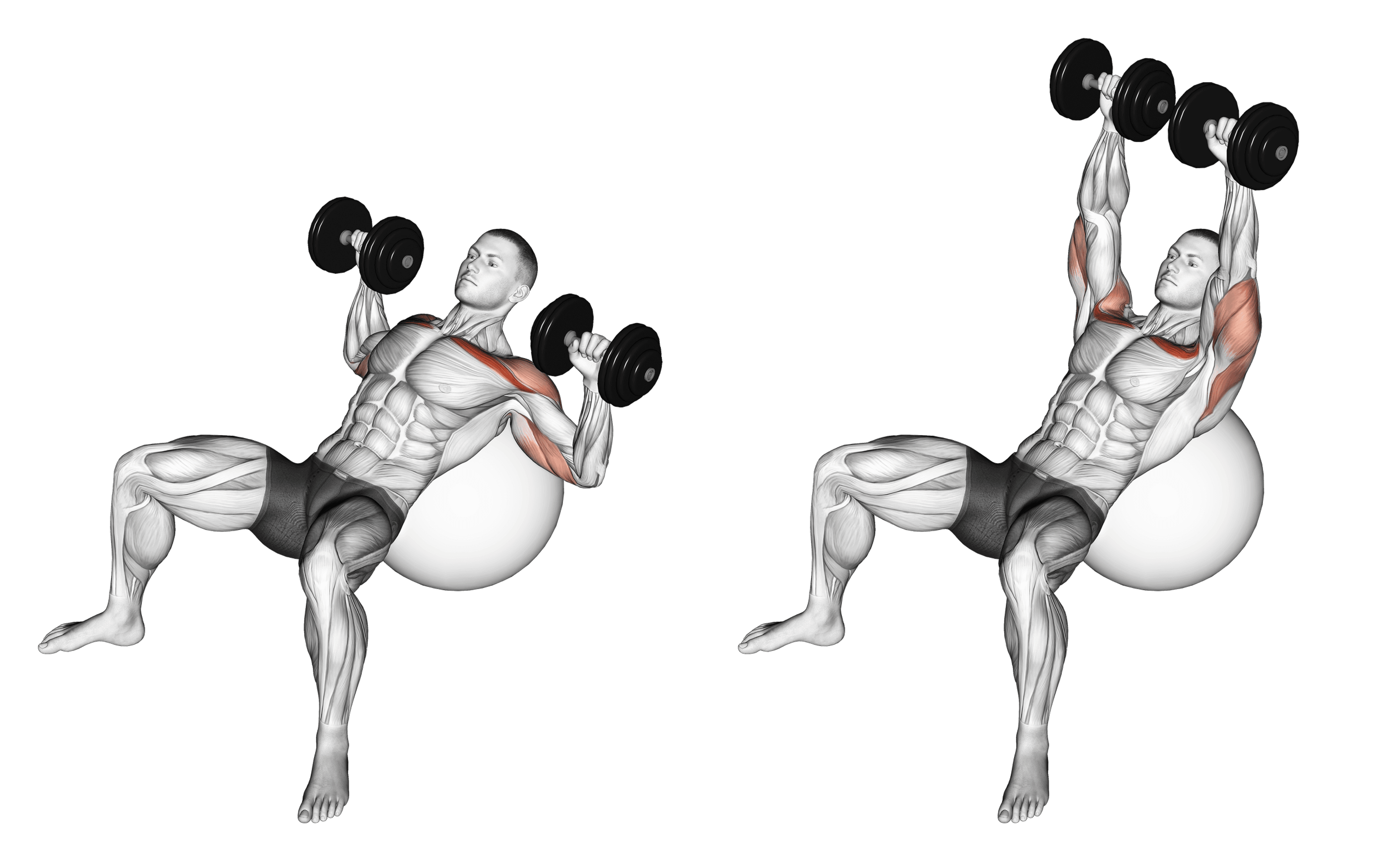 Dumbbell Exercise Ball Incline Press