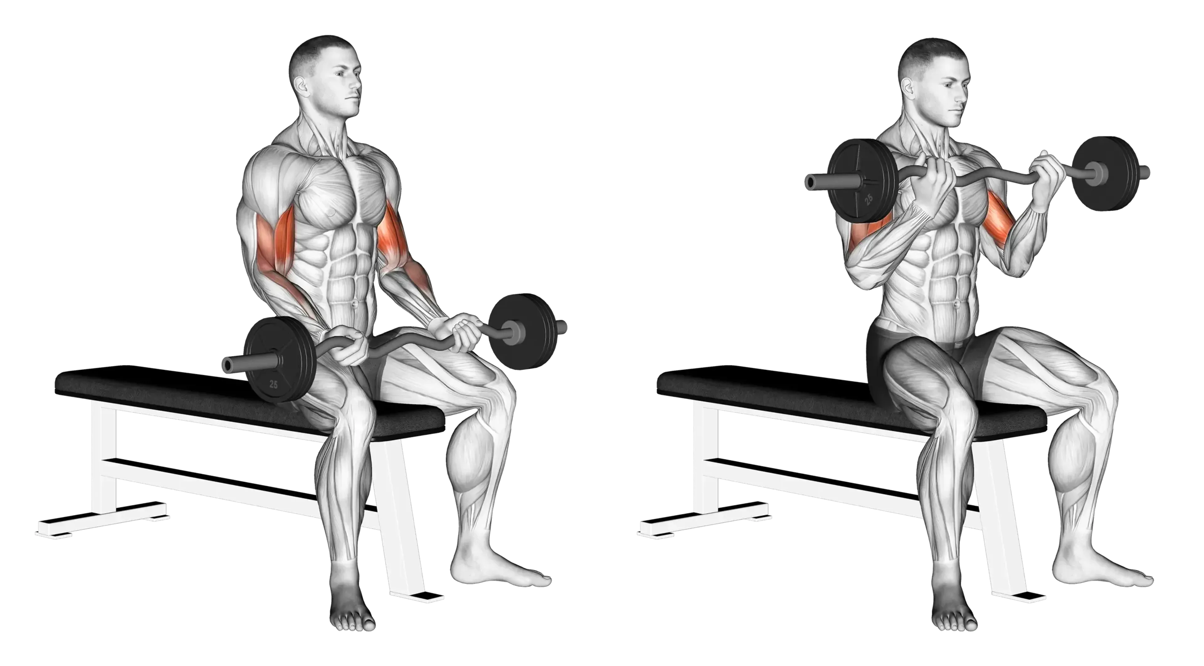 EZ Bar Seated Curl