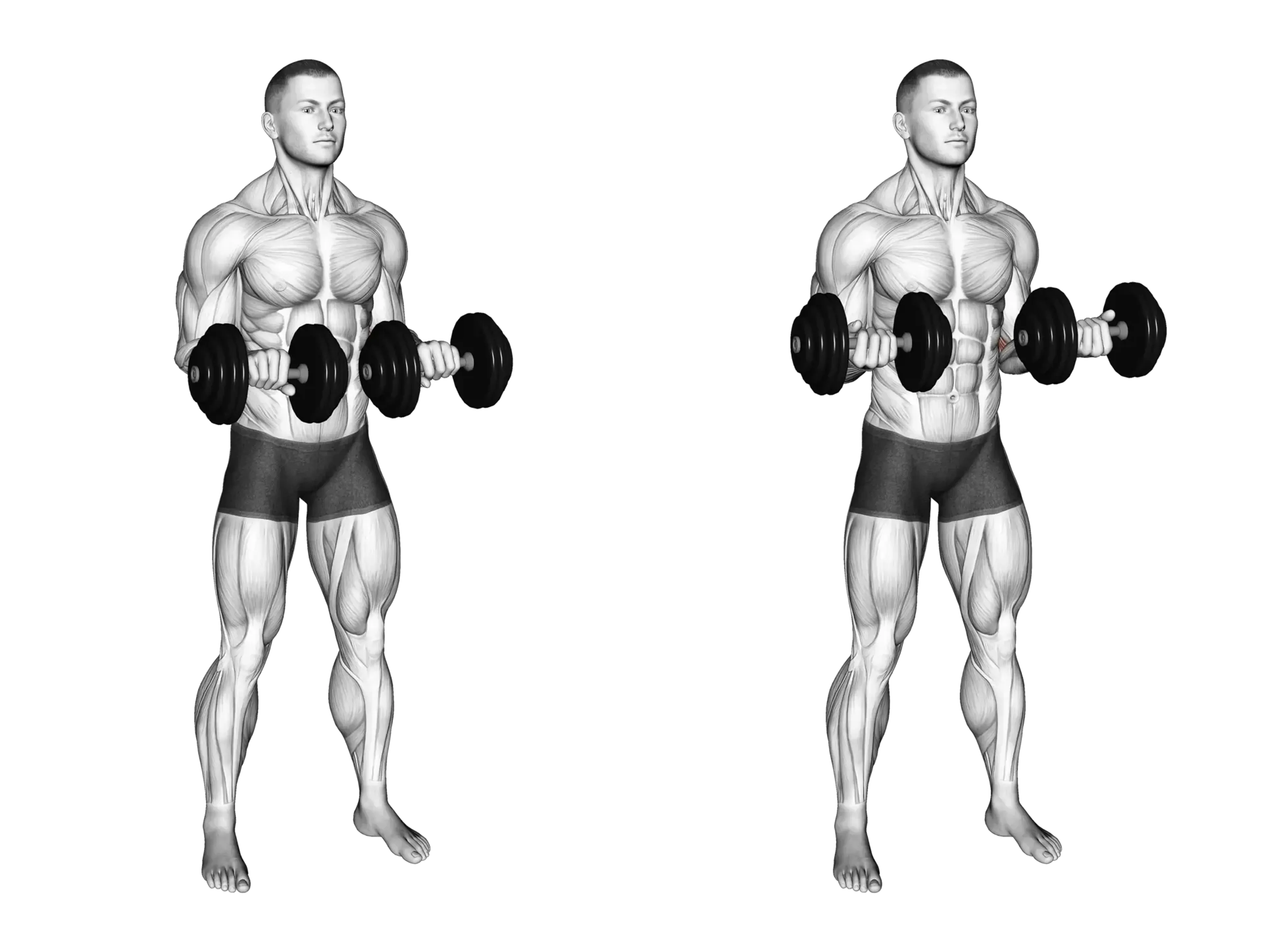 Dumbbell Wrist Twist