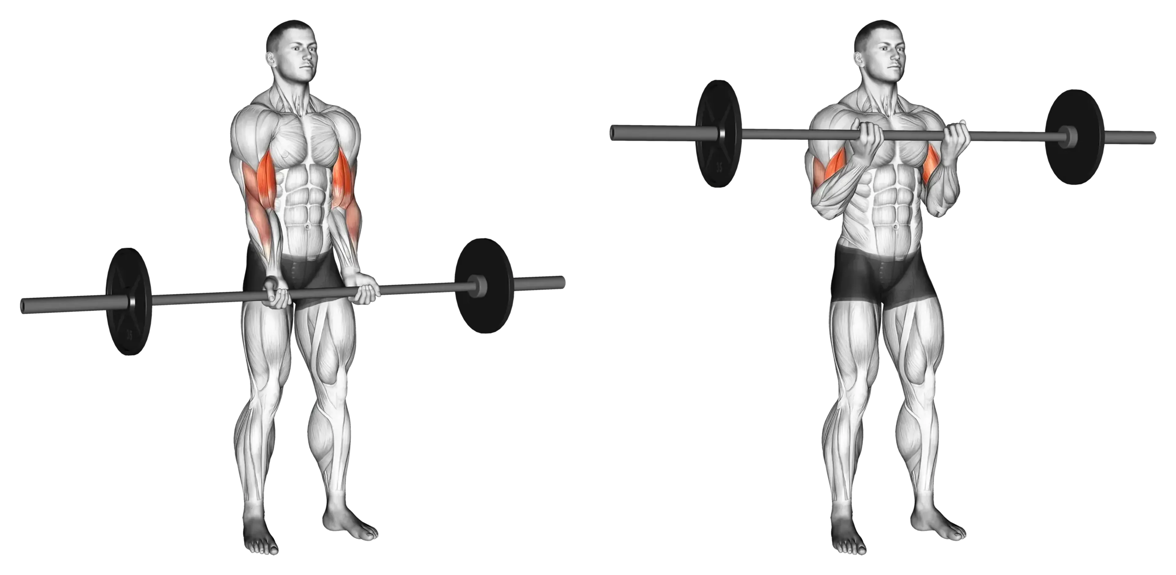 Barbell Curl (Close Grip)
