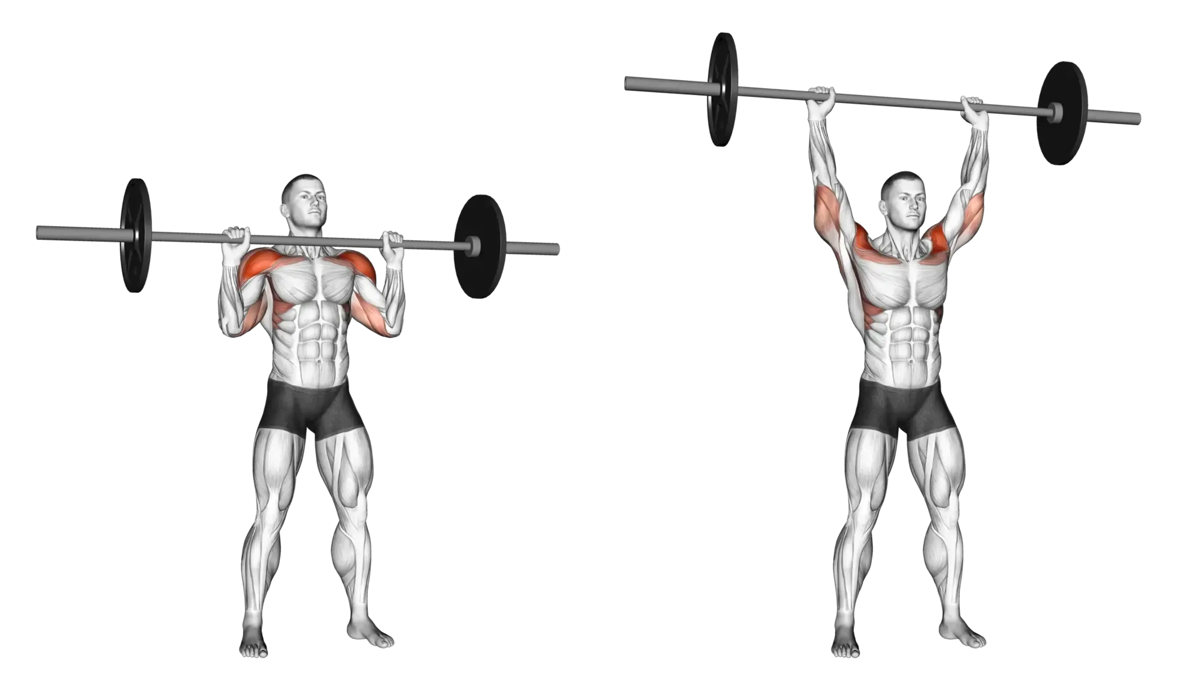 Barbell Standing Military Press
