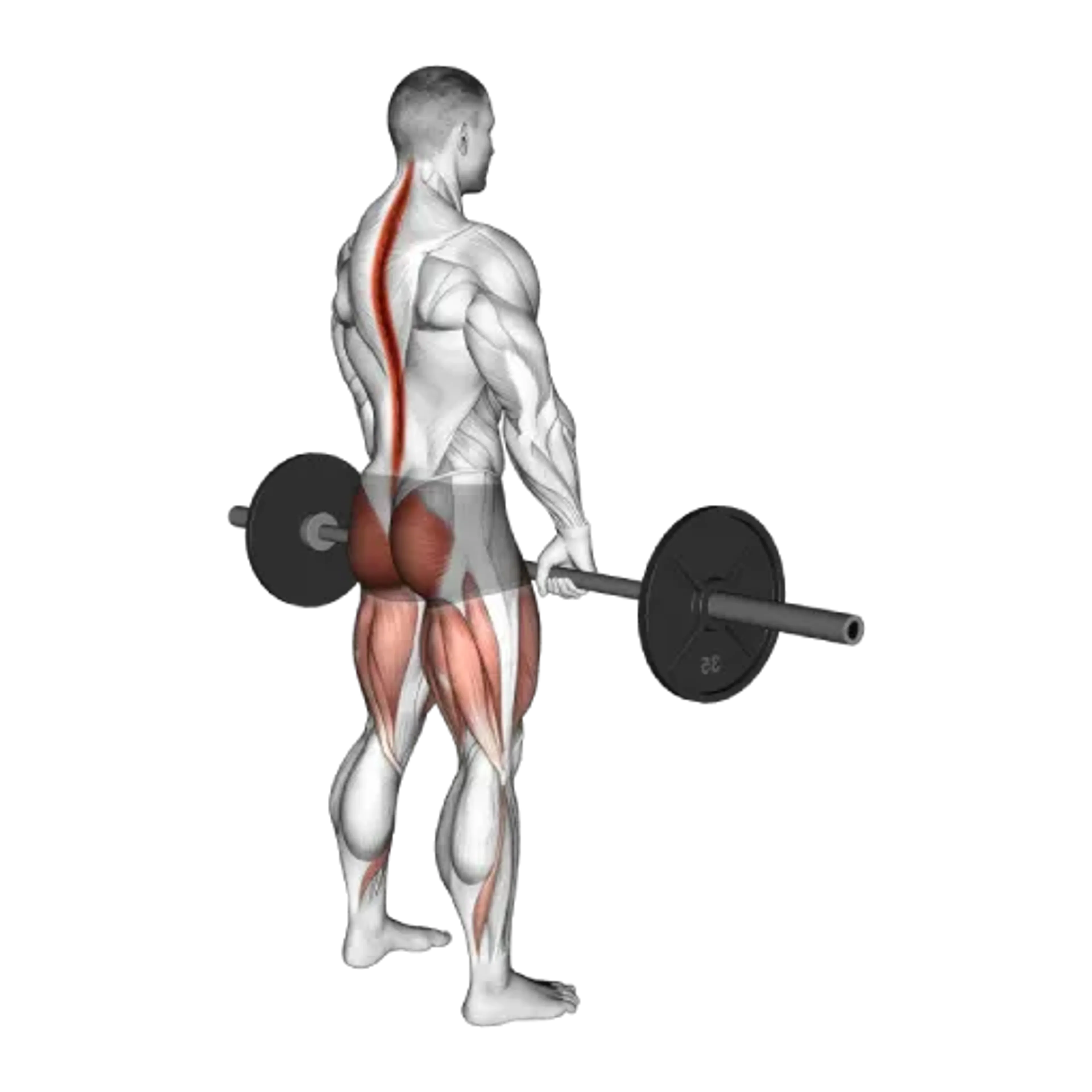 Barbell Romanian Deadlift