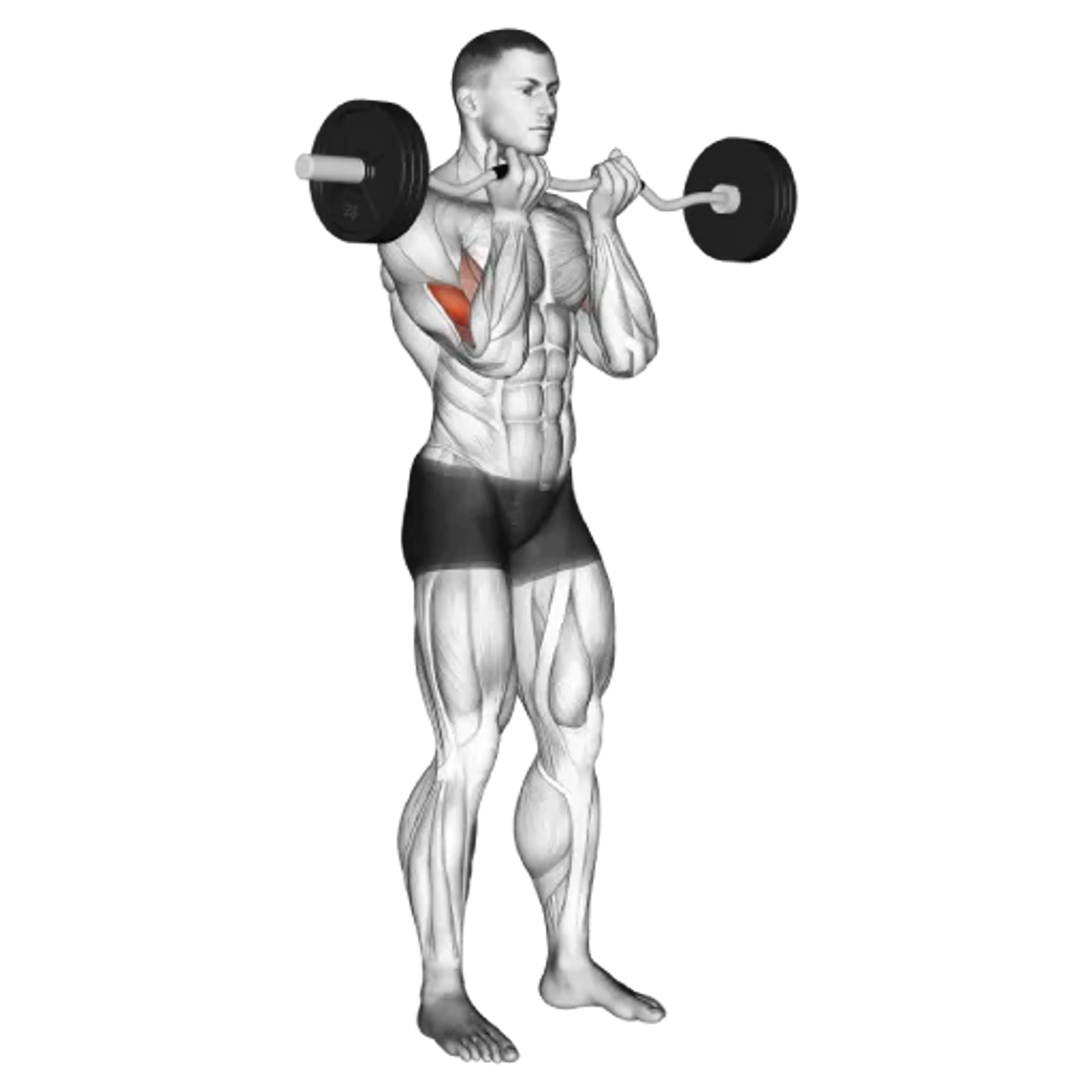 EZ Bar Curl (Close Grip)