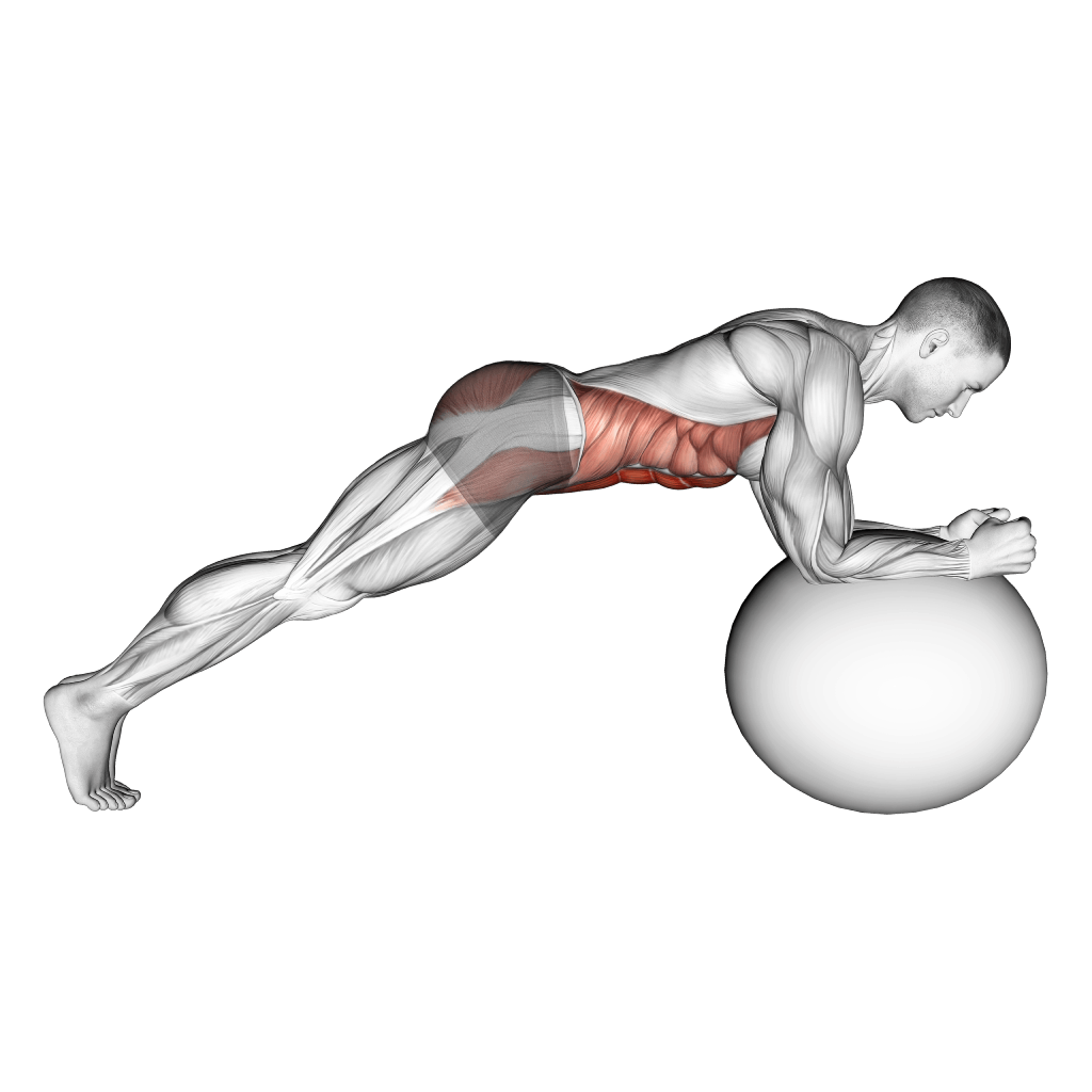 Exercise Ball Rollout: Guide, Muscles Worked, Tips | Athlemove