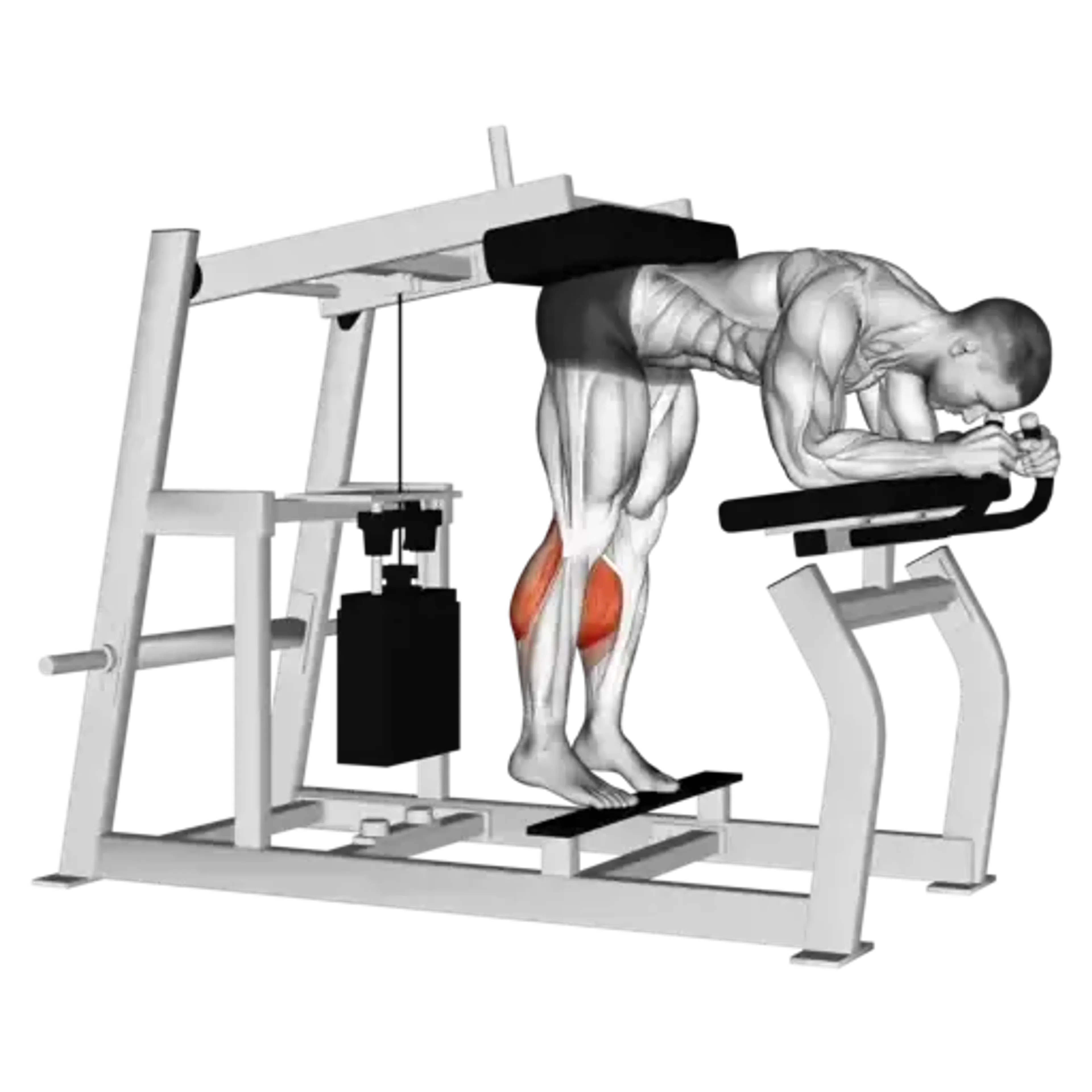 Machine Donkey Calf Raise