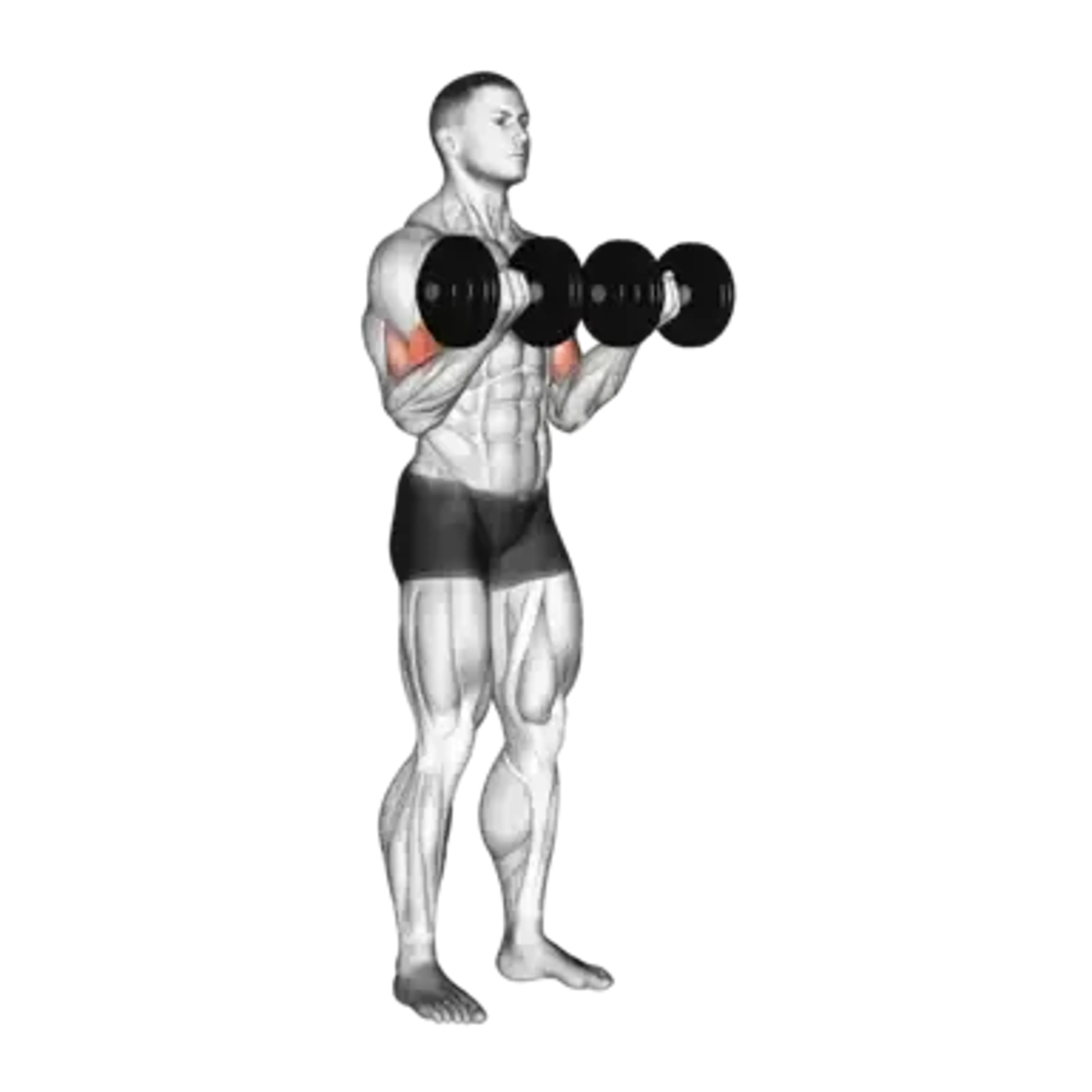 Dumbbell Curl