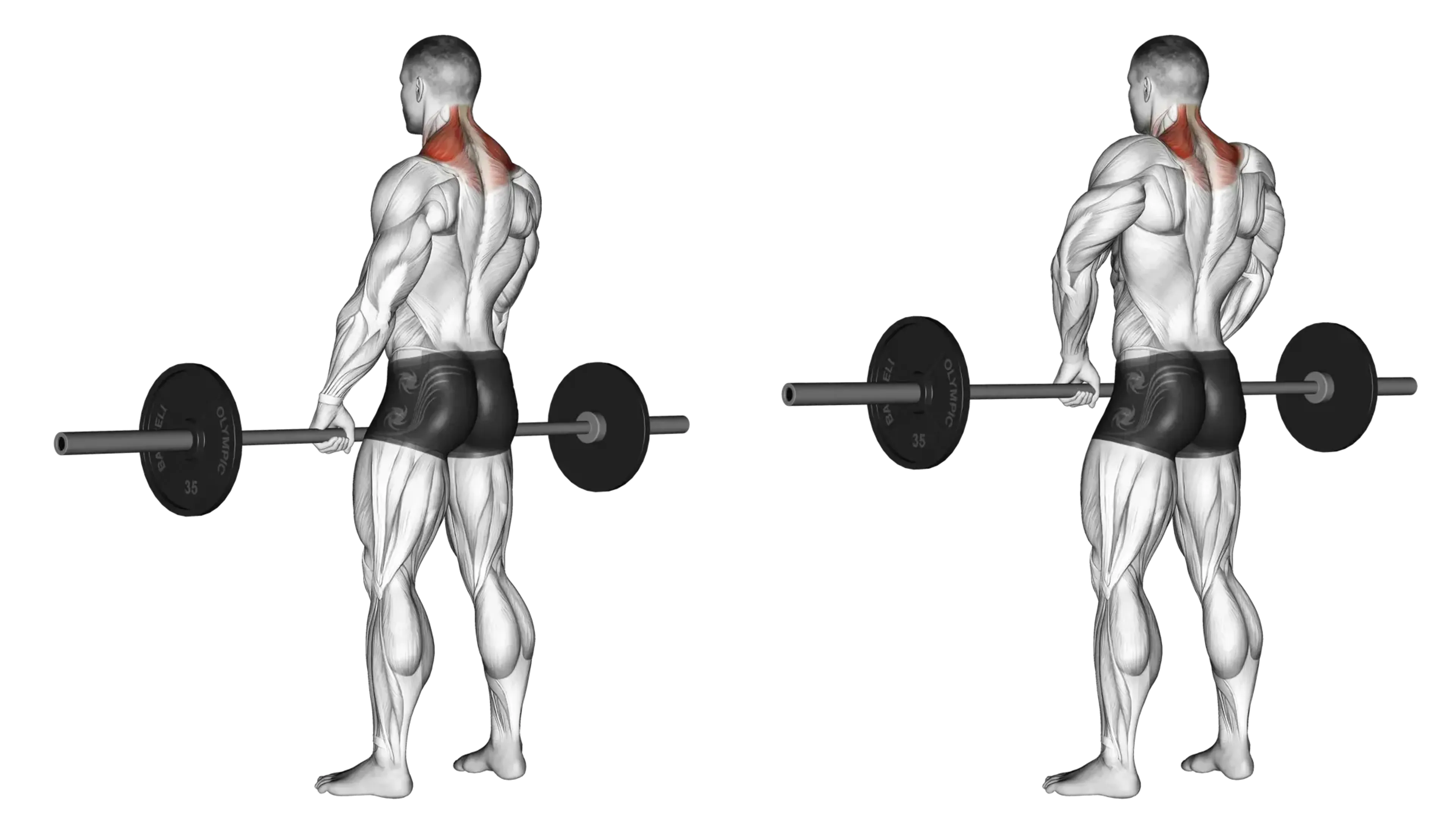 Barbell Shrug