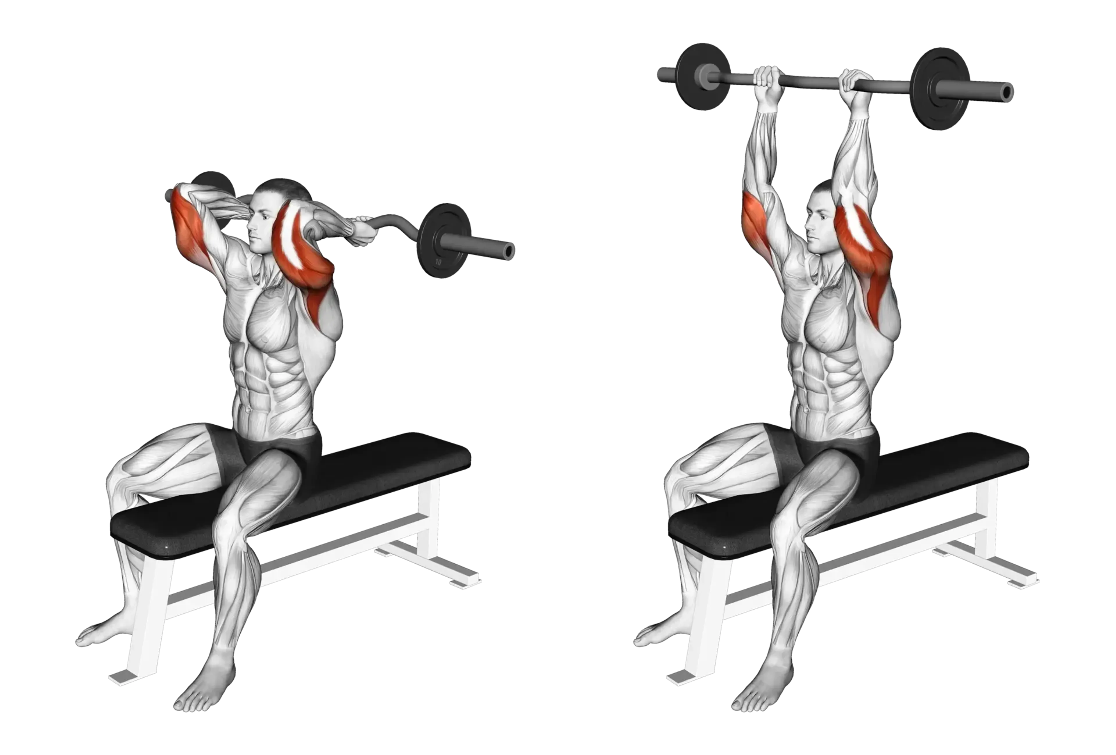 EZ Bar Seated Overhead Triceps Extension