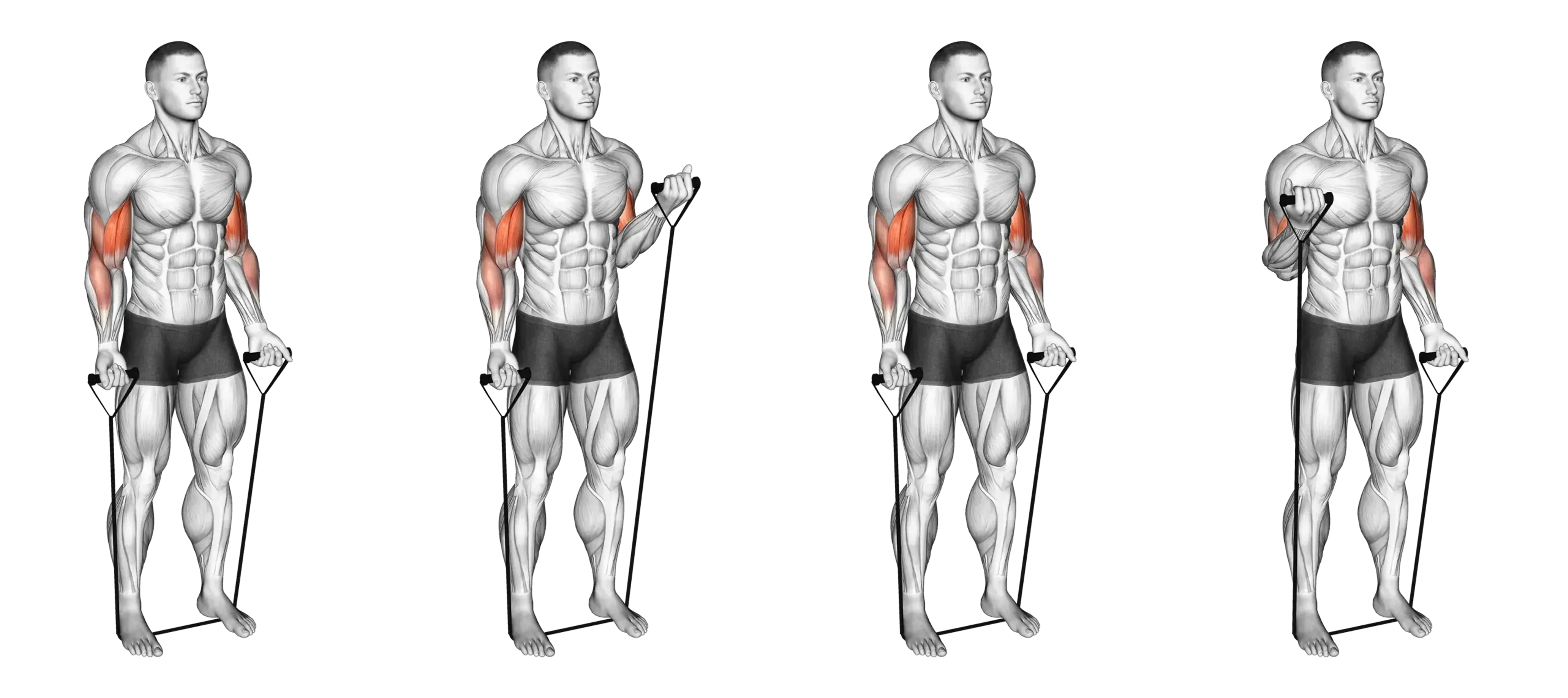 Alternating Band Curl
