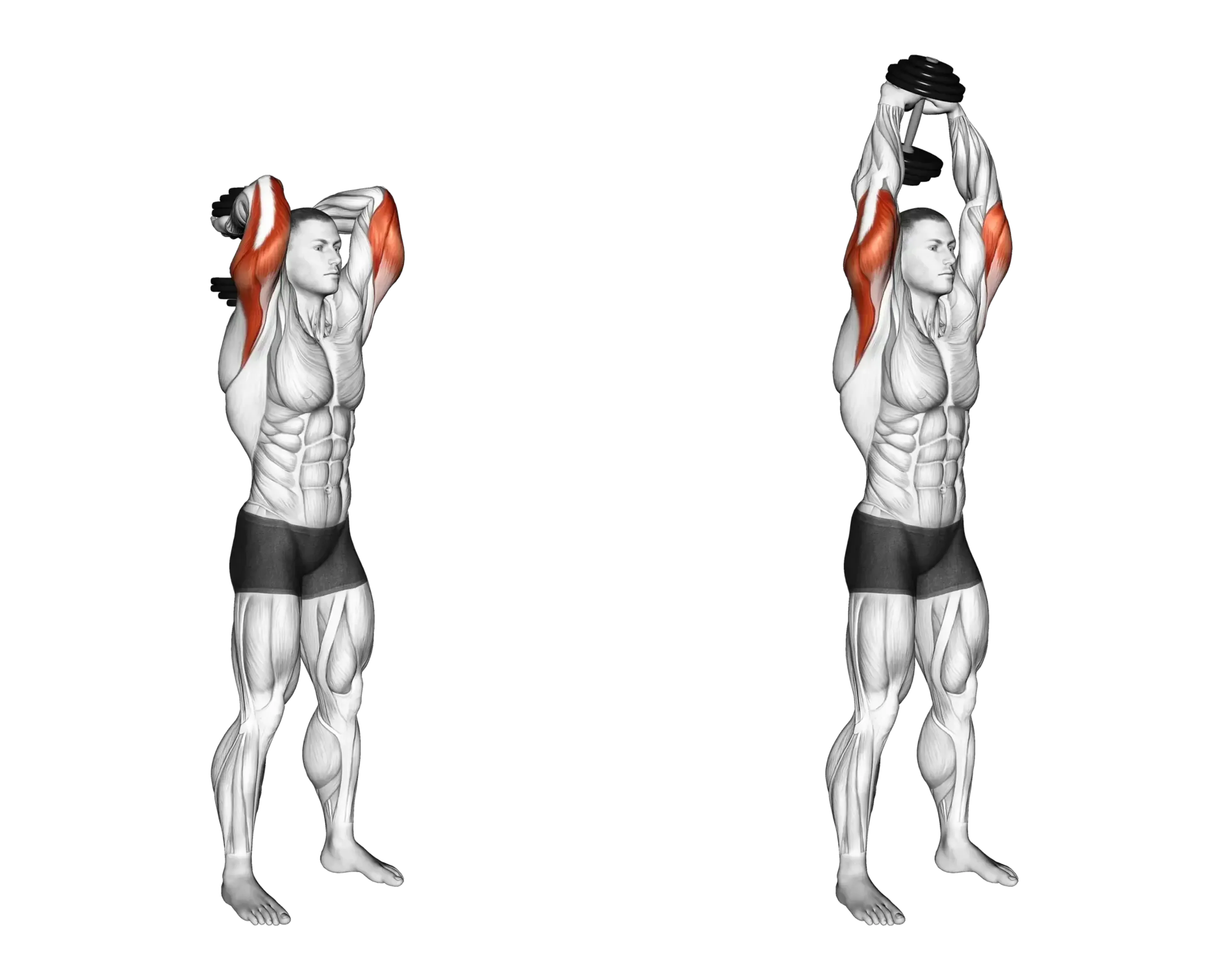 Dumbbell Triceps Extension