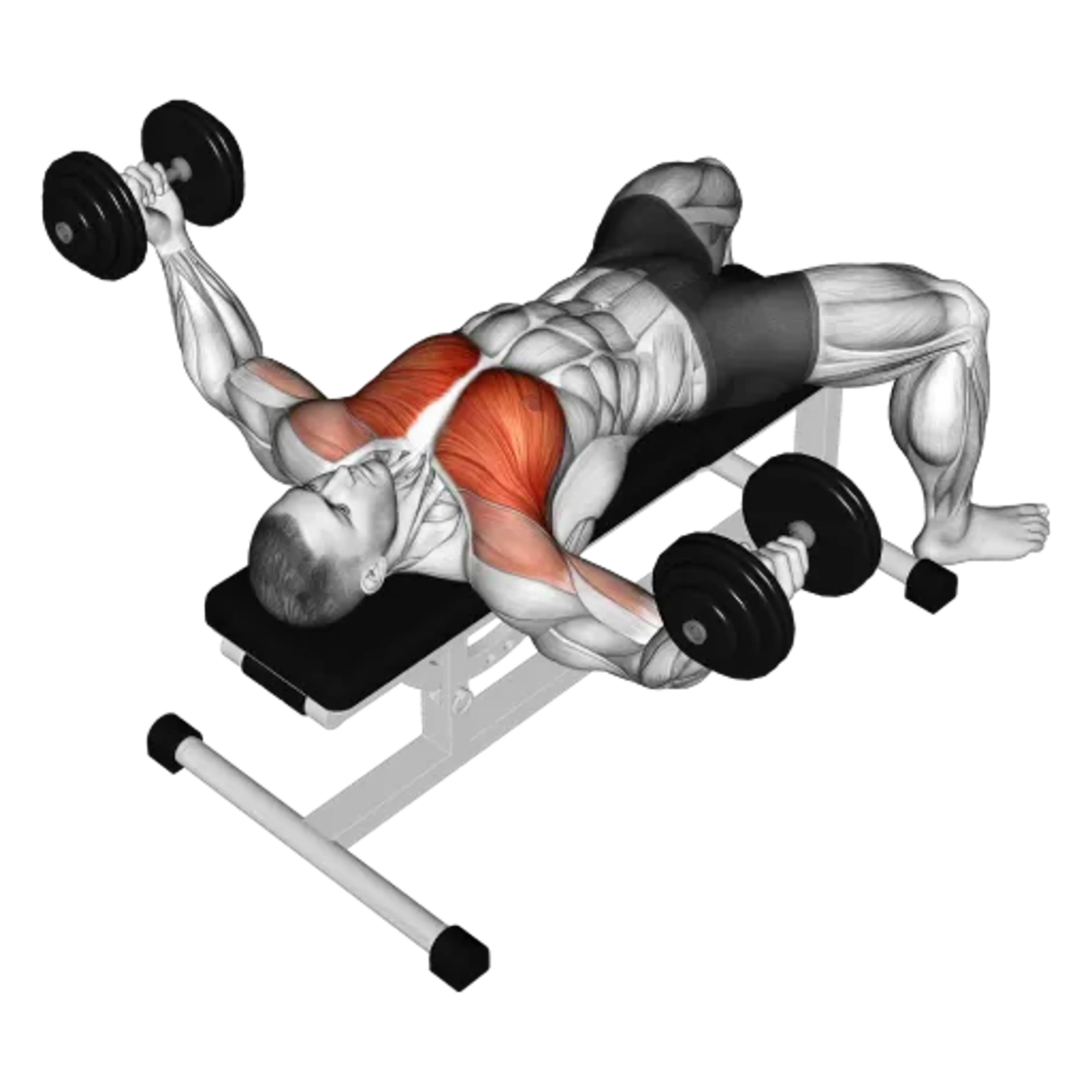 Dumbbell Fly