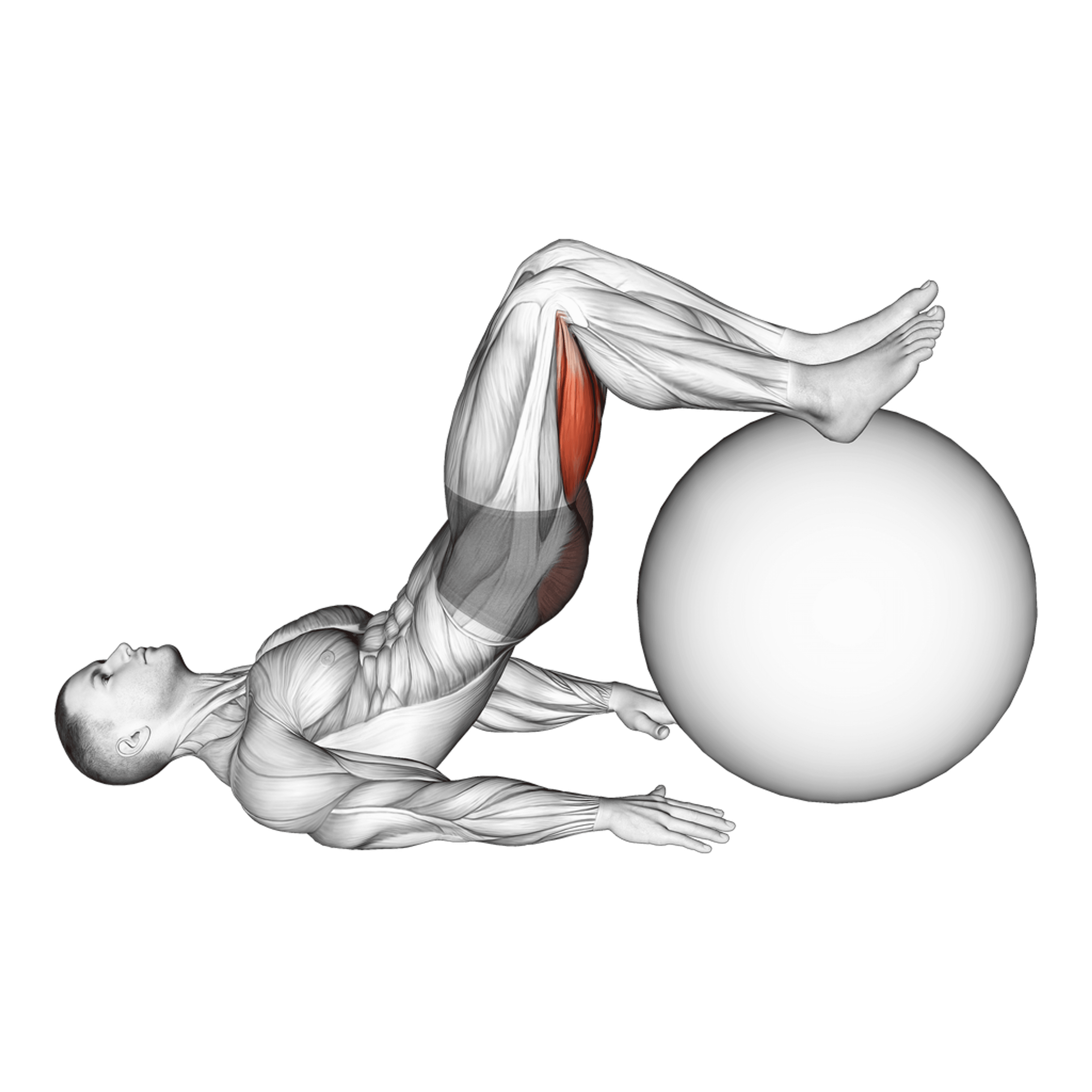 Exercise Ball Leg Curl