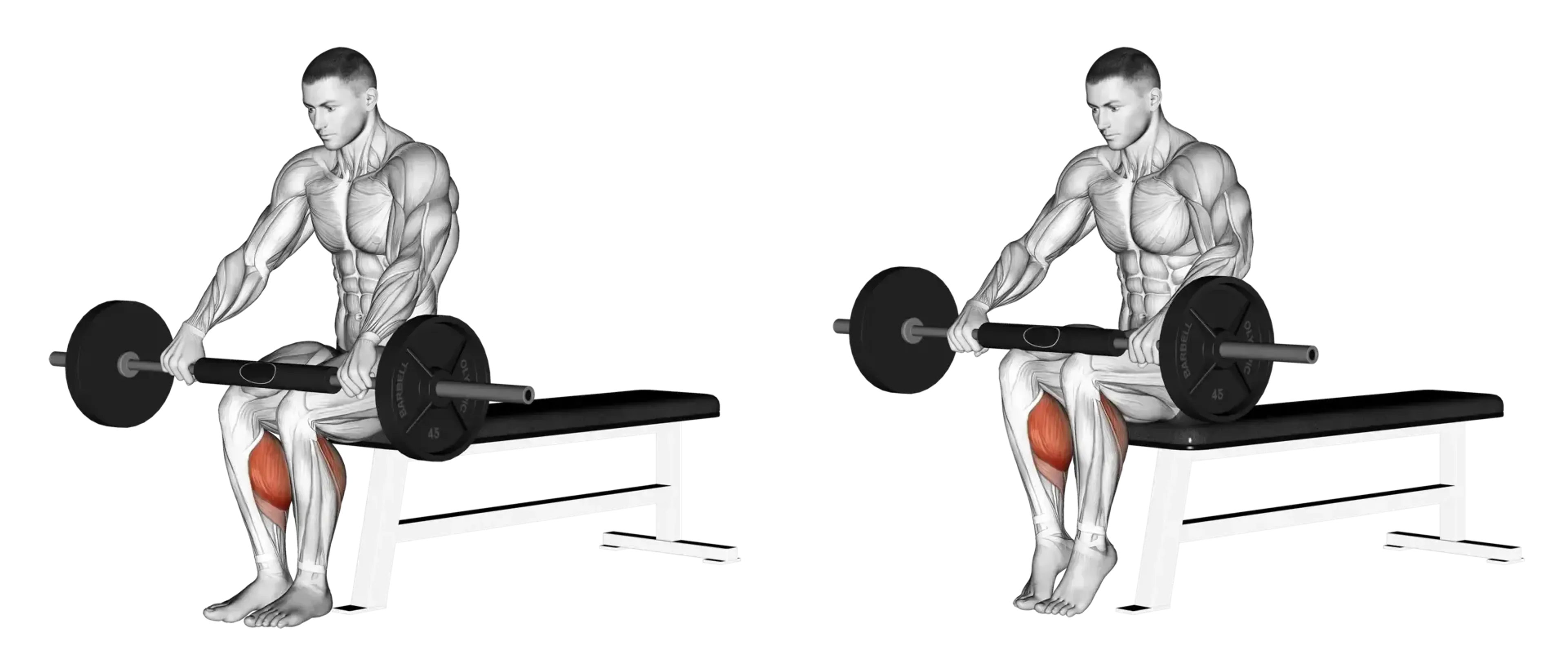 Barbell Seated Calf Raise