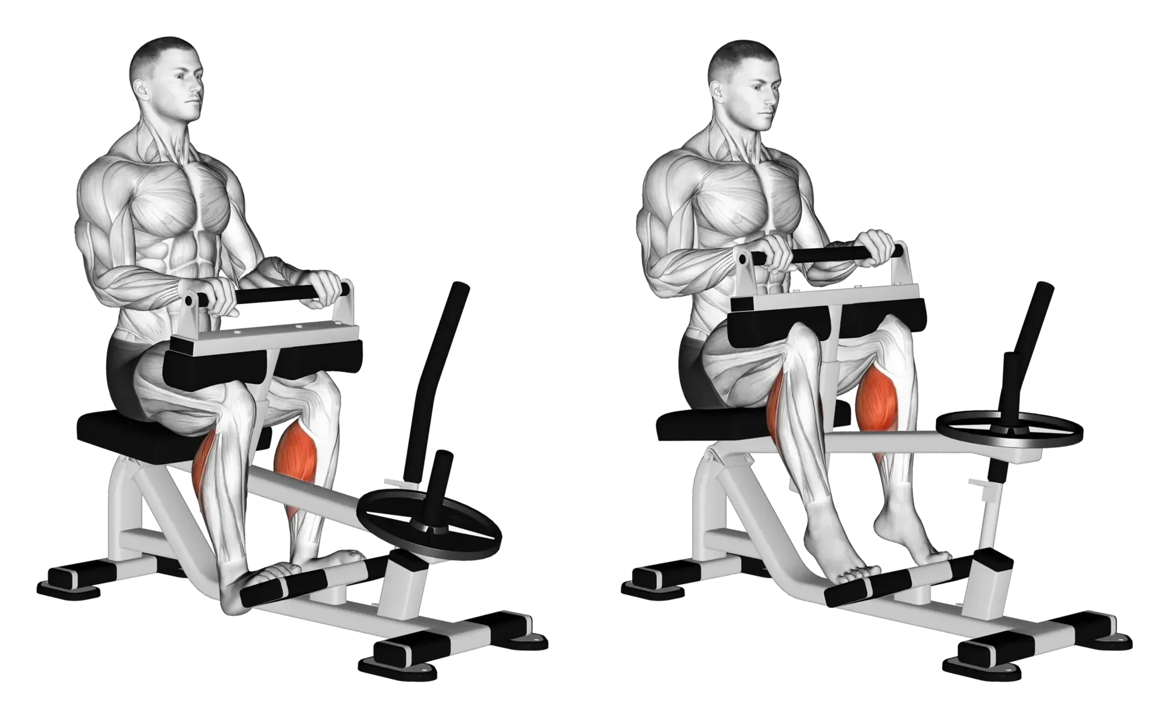 Machine Seated Calf Raise