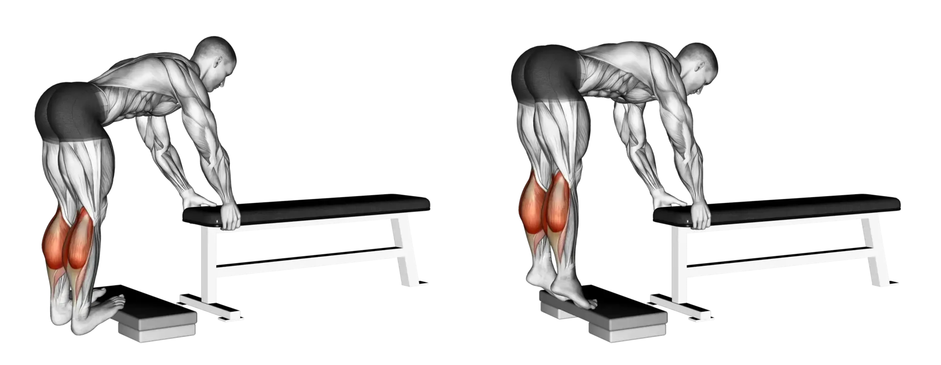 Donkey Calf Raise