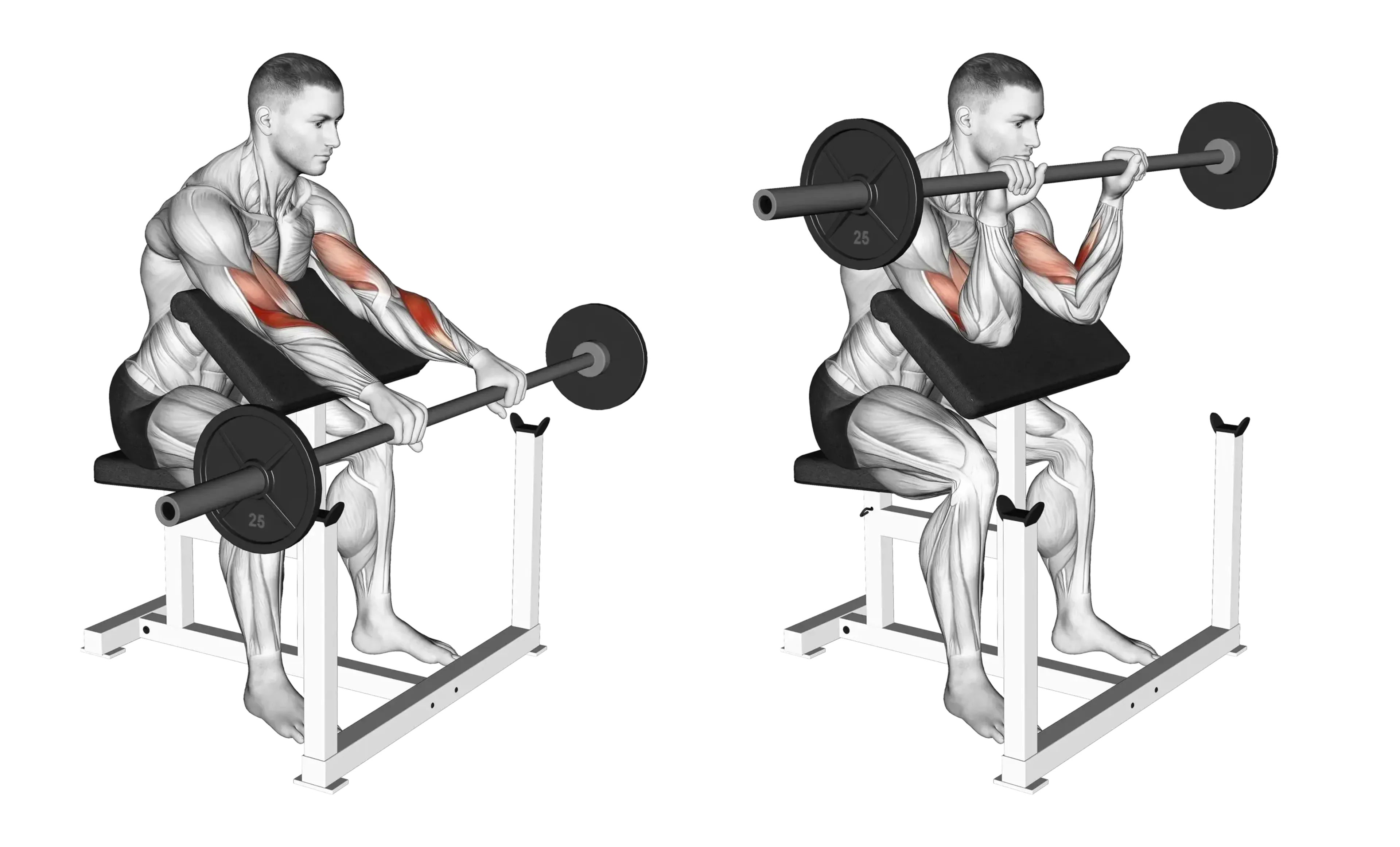 Barbell Preacher Curl (Reverse Grip)