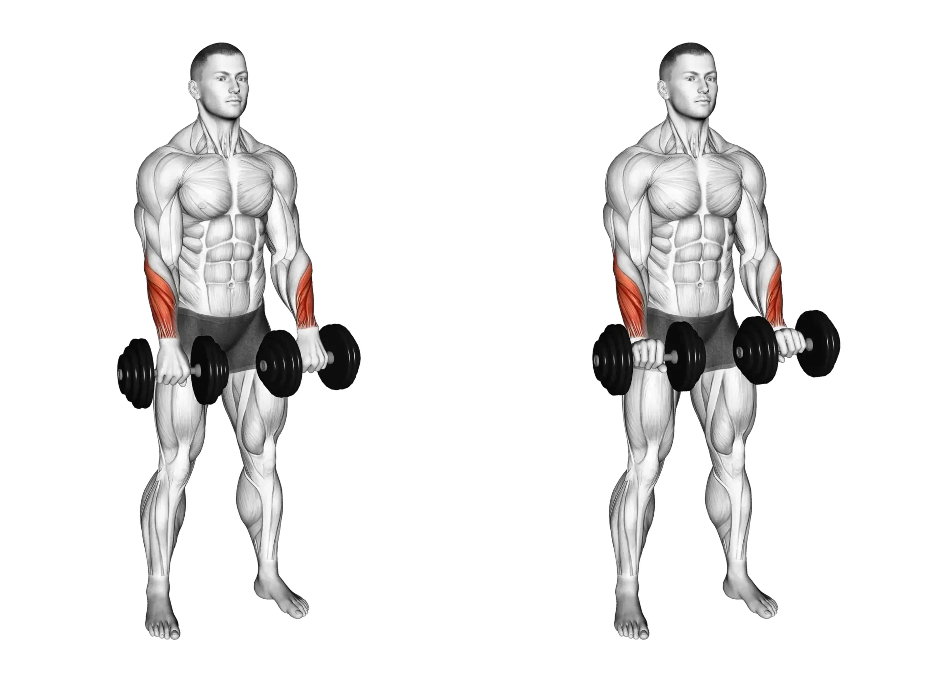 Dumbbell Standing Reverse Wrist Curl