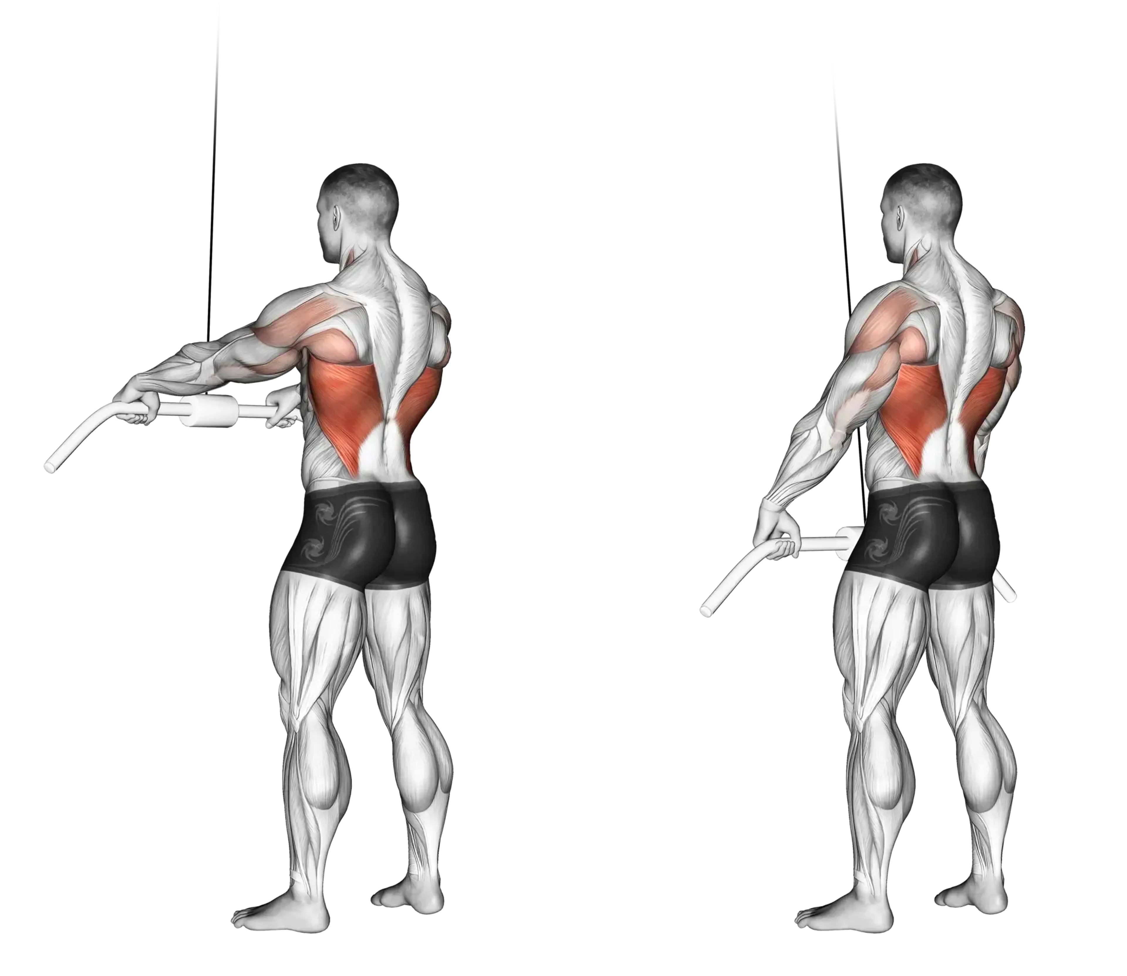 Cable Straight Arm Pulldown