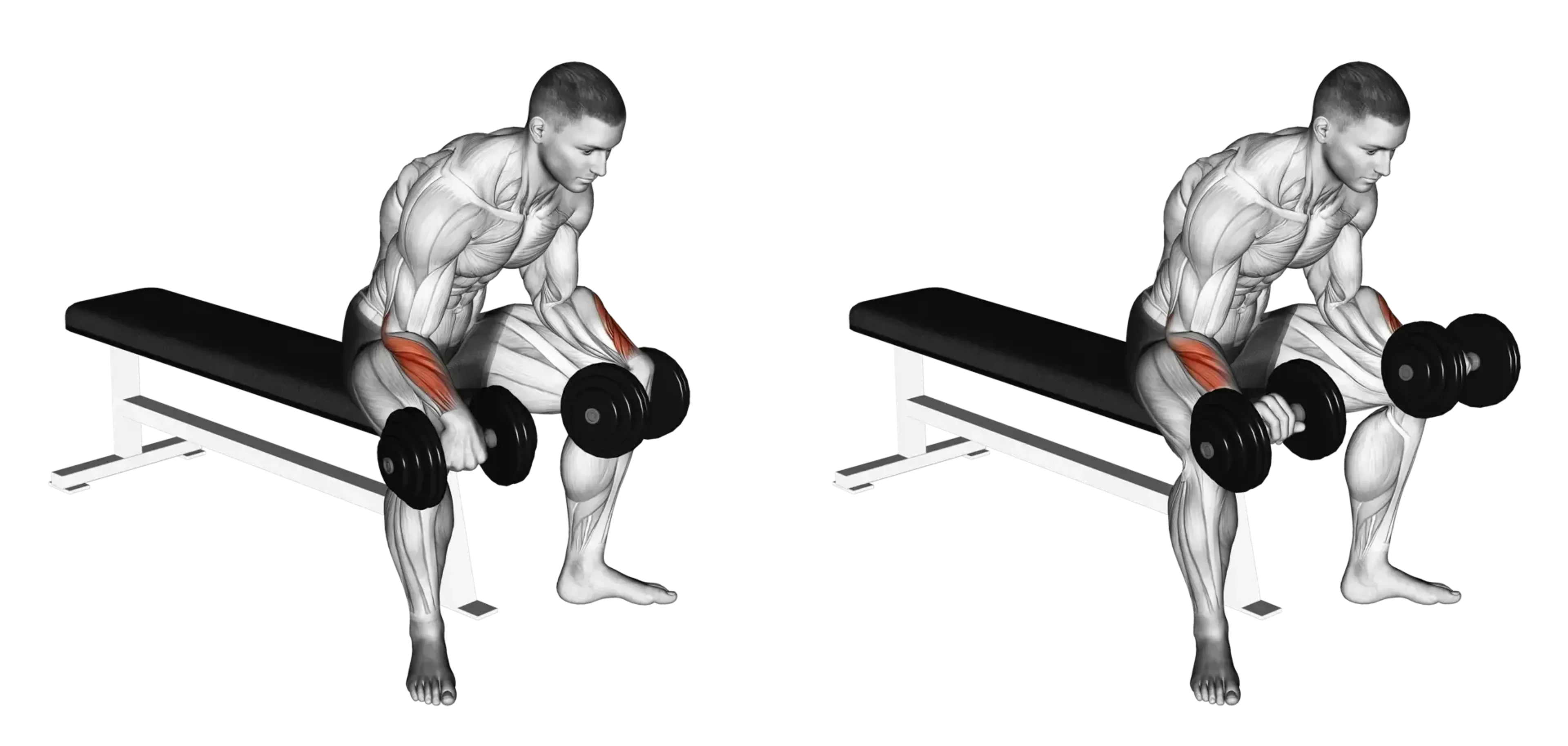 Dumbbell Palms-Down Wrist Curl