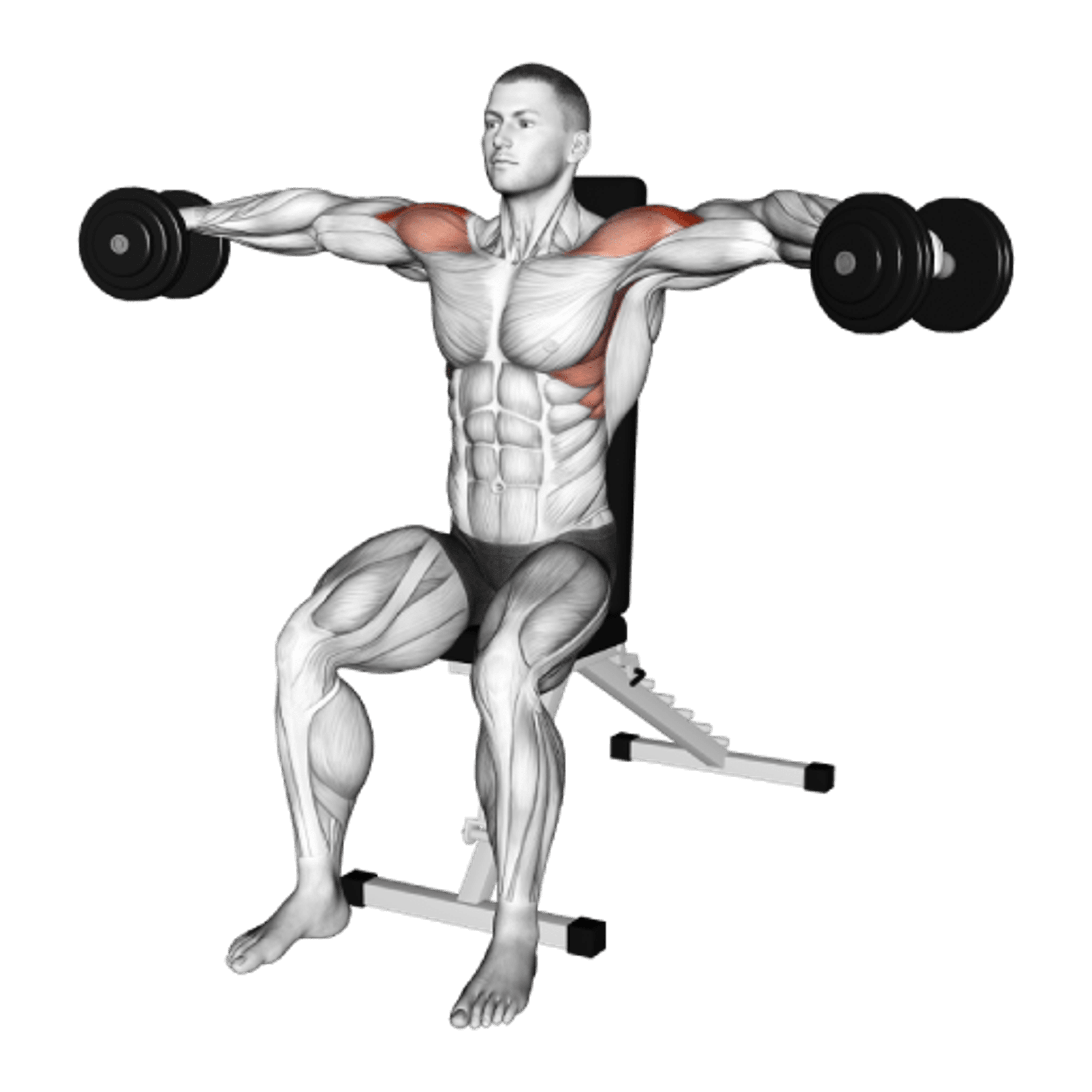 Dumbbell Seated Lateral Raise