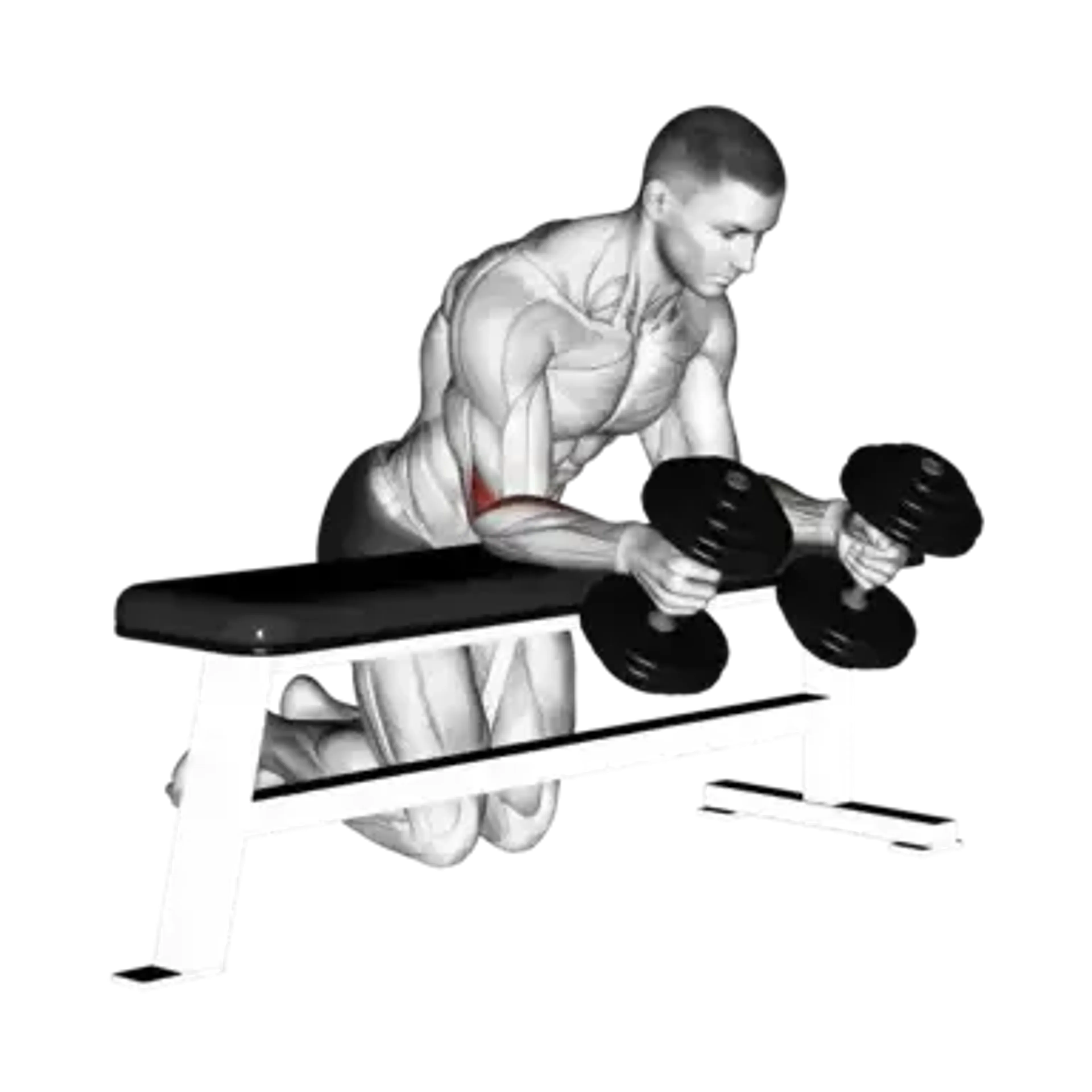 Dumbbell Neutral Grip Wrist Curl