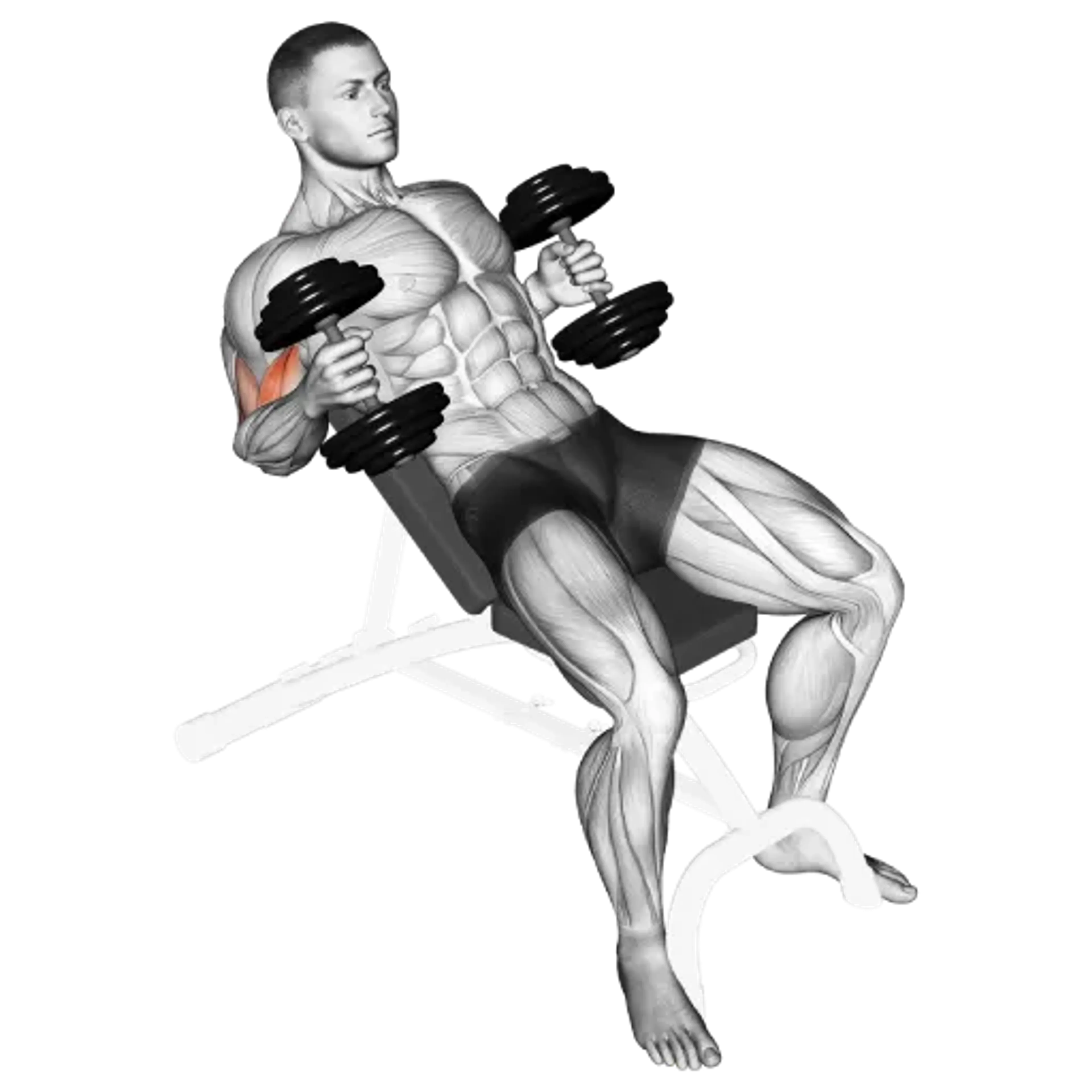 Dumbbell Incline Hammer Curl