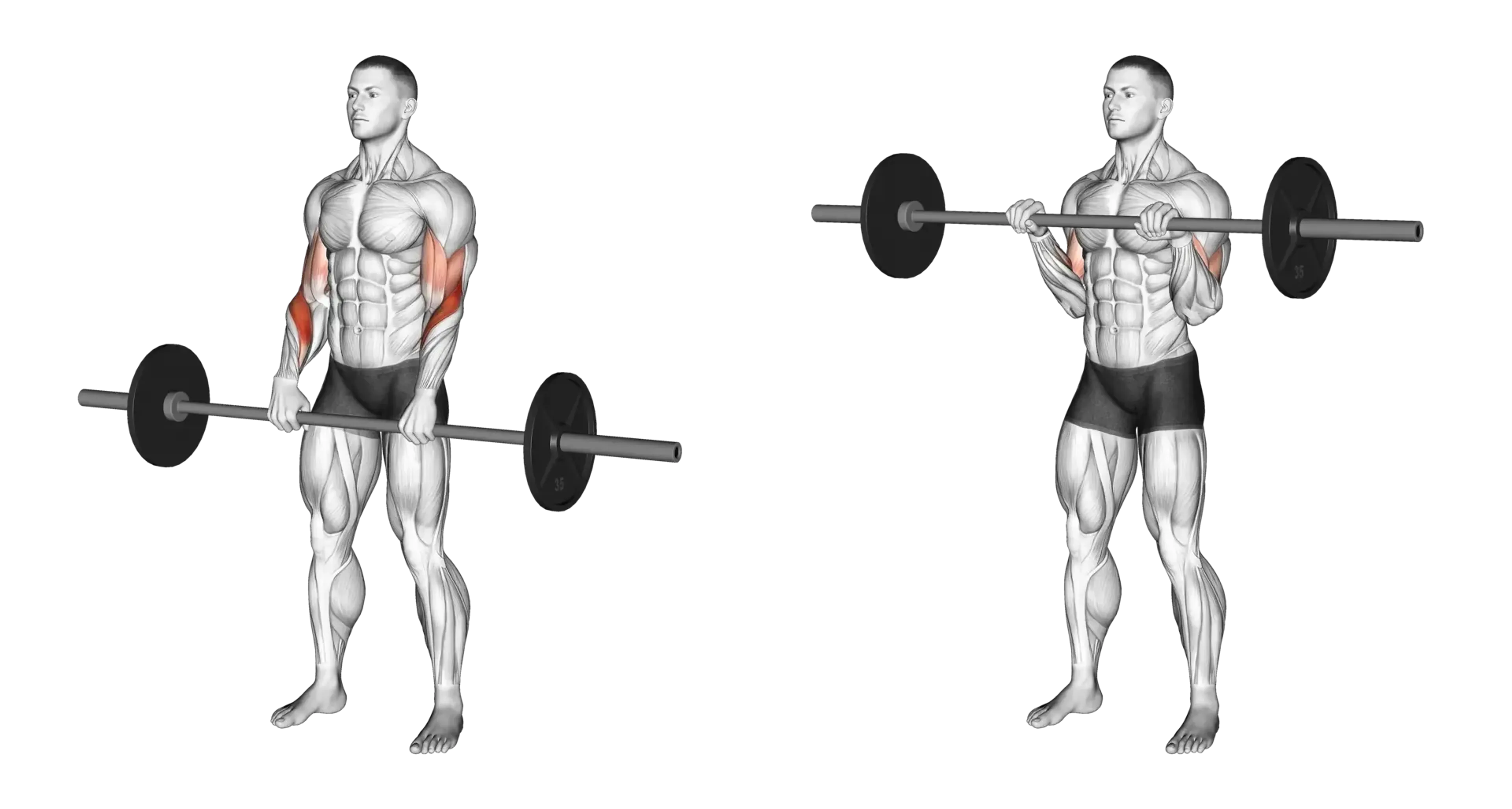 Barbell Curl (Reverse Grip)