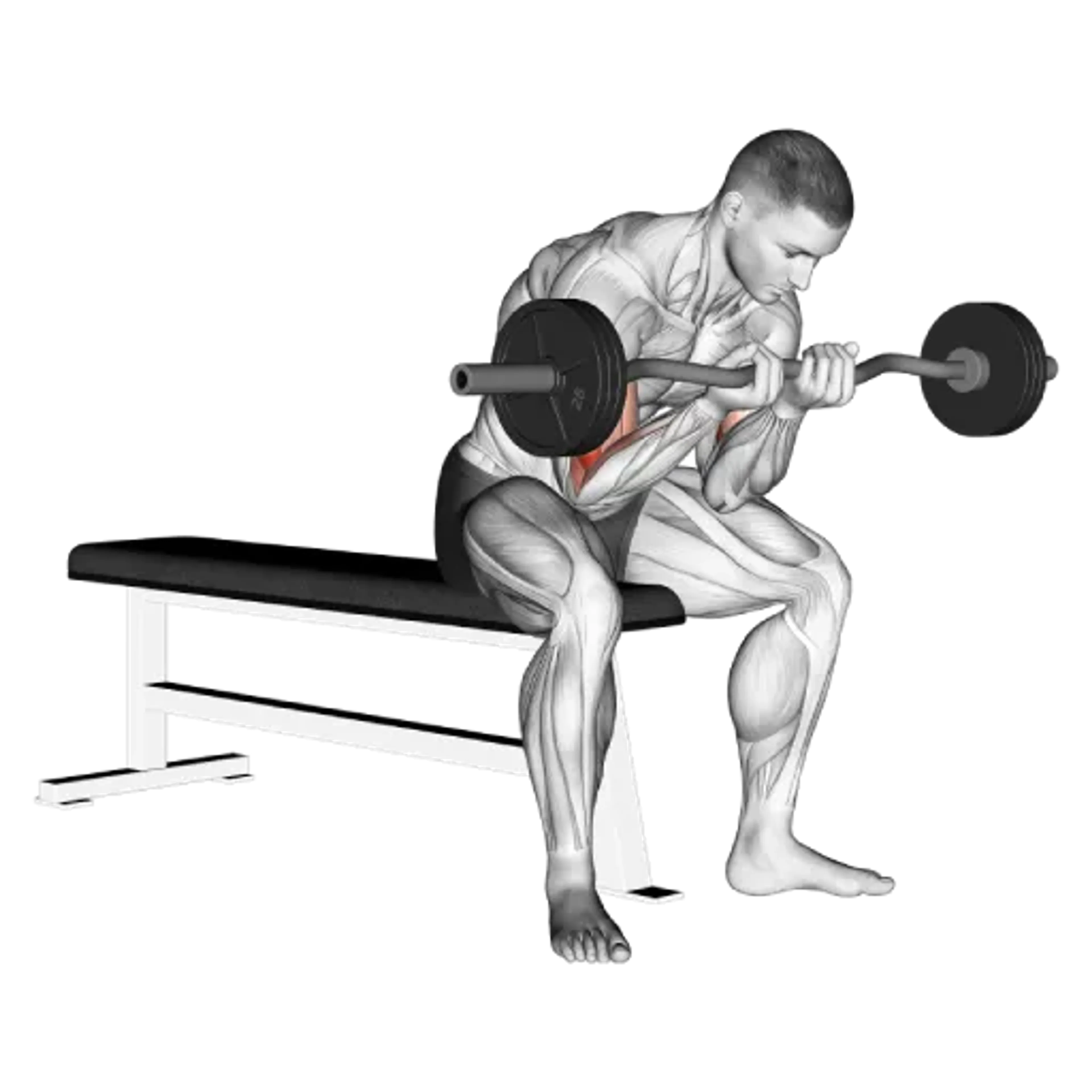 EZ Bar Concentration Curl