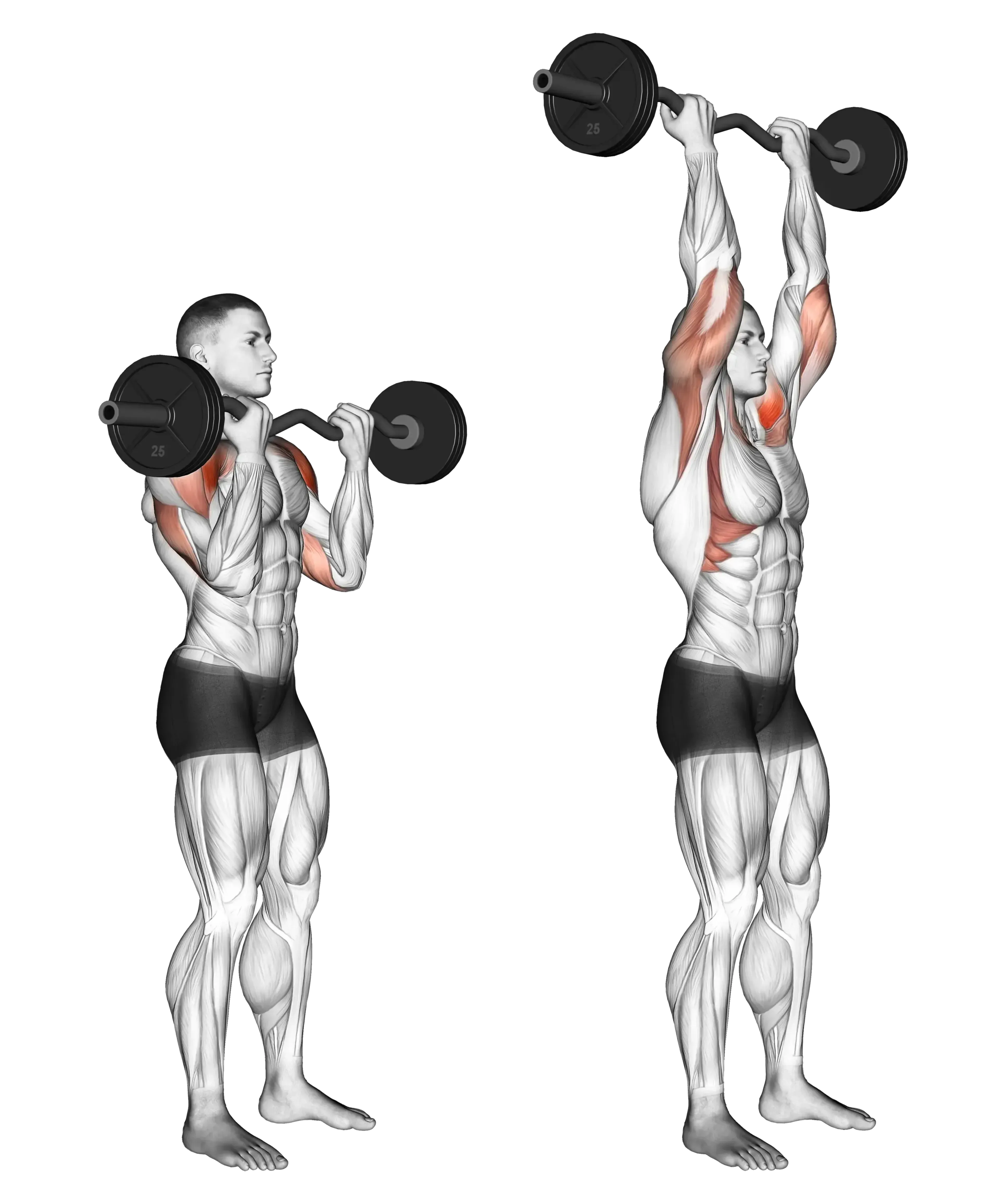 EZ Bar Overhead Press