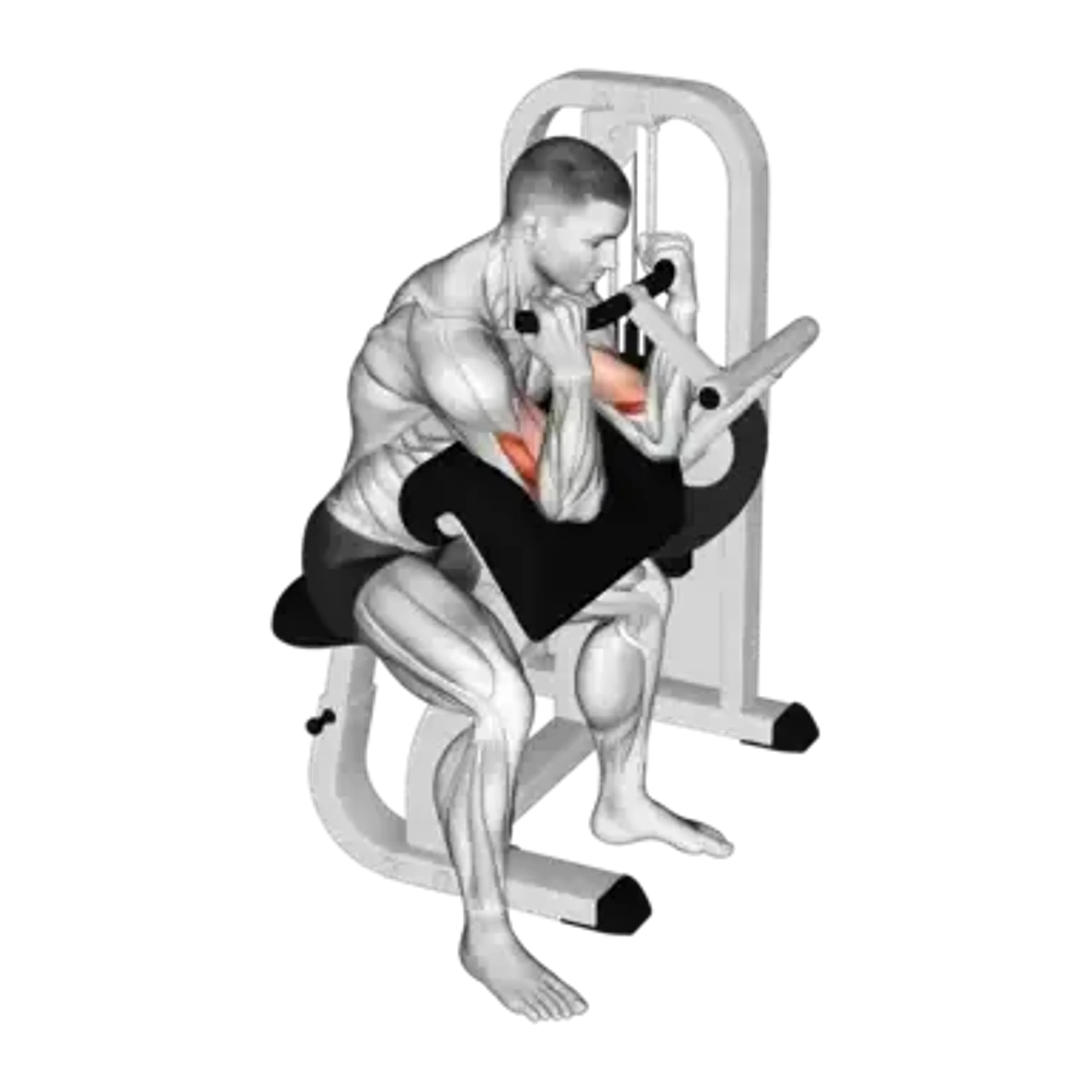 Machine Bicep Curl