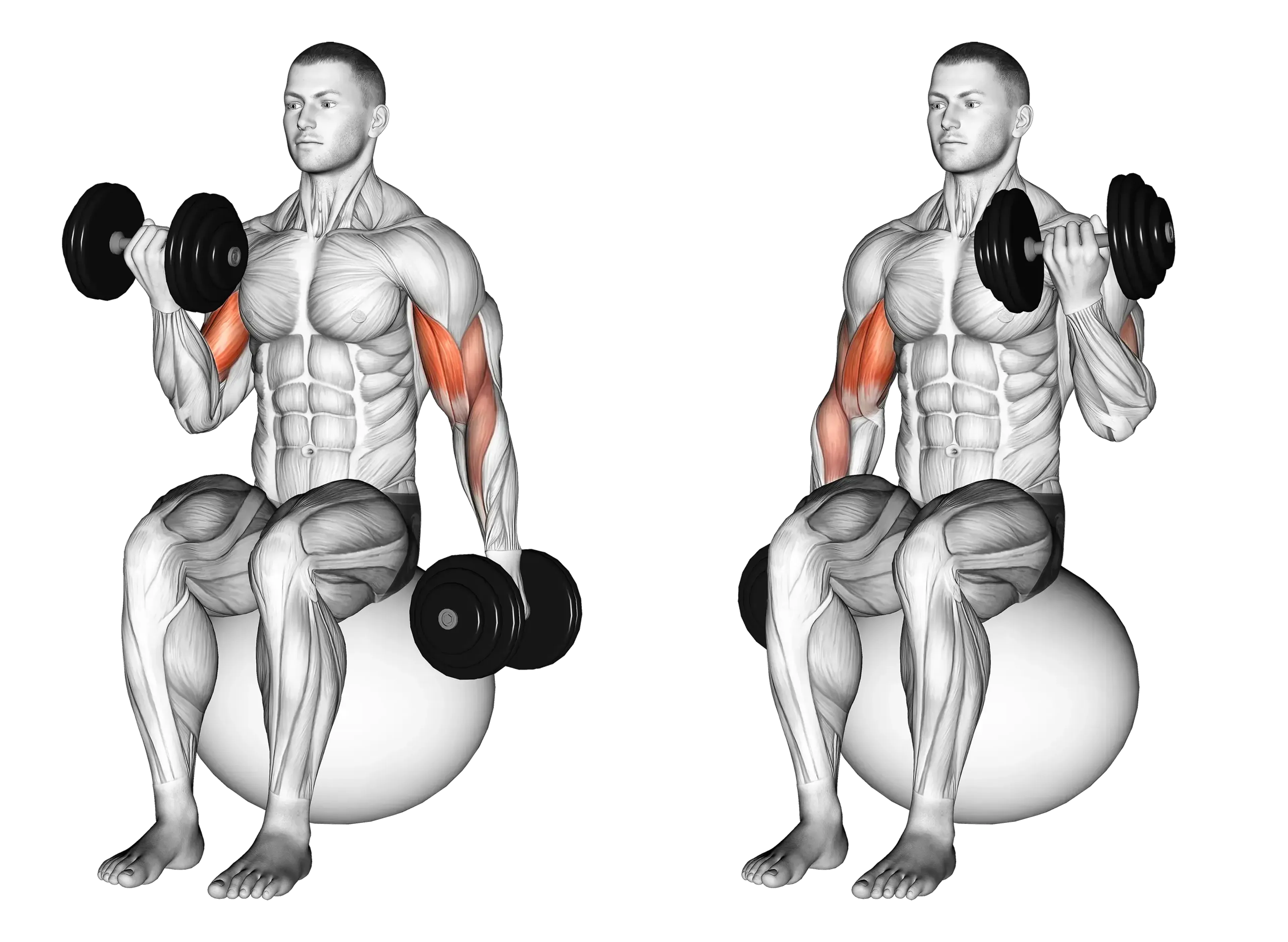 Dumbbell Exercise Ball Alternating Curl