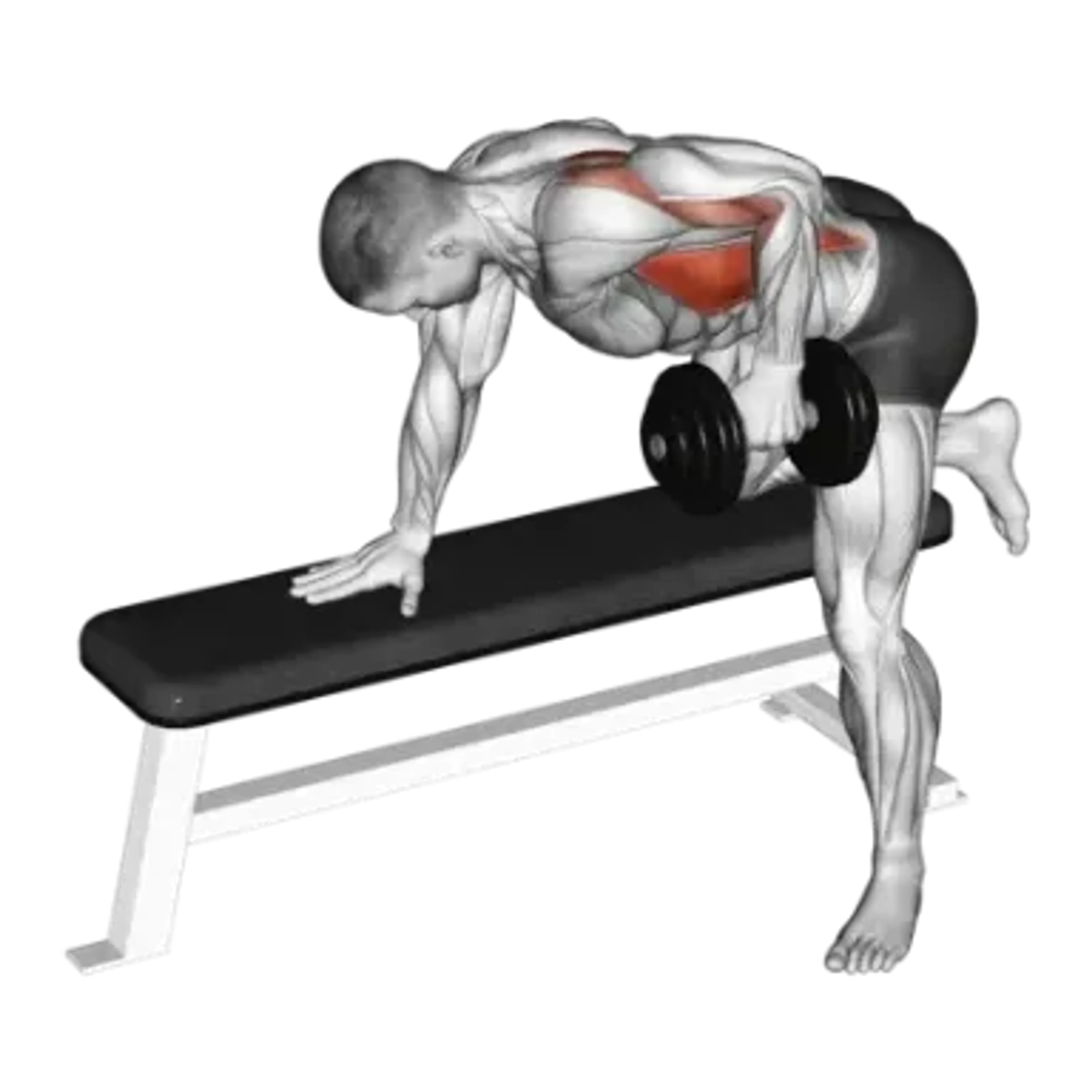 Dumbbell Single-Arm Bent-Over Row
