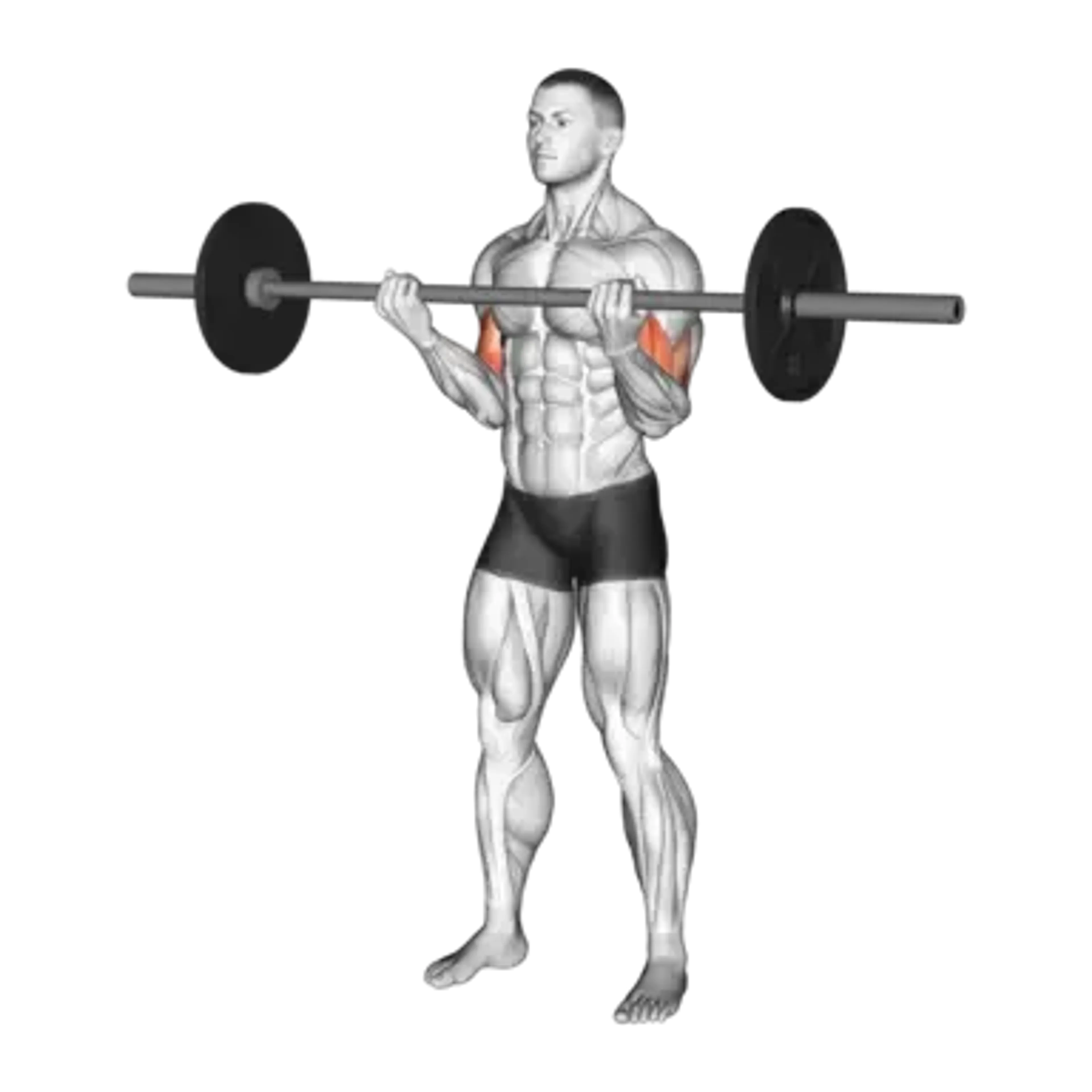 Barbell Curl