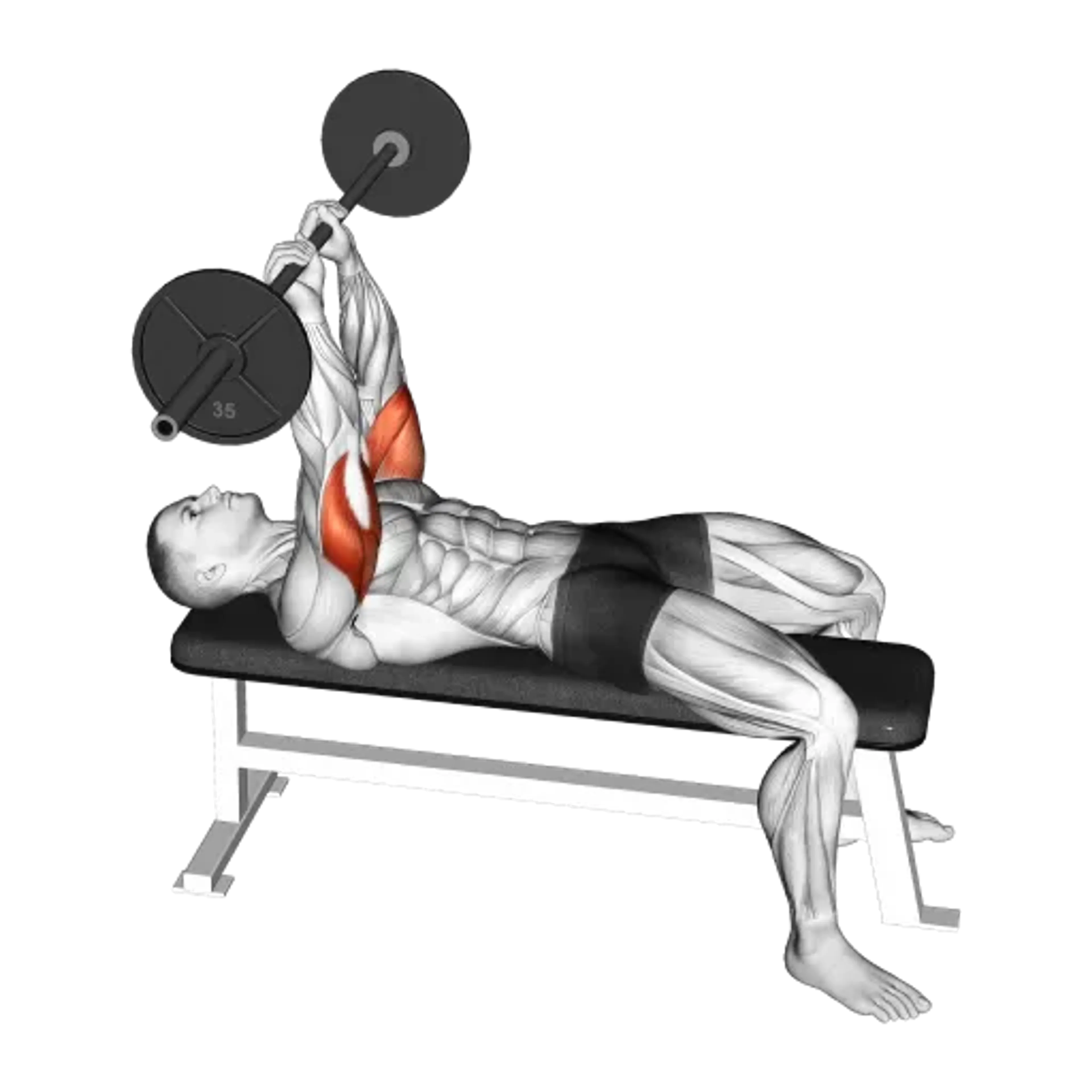 Barbell Skull Crusher