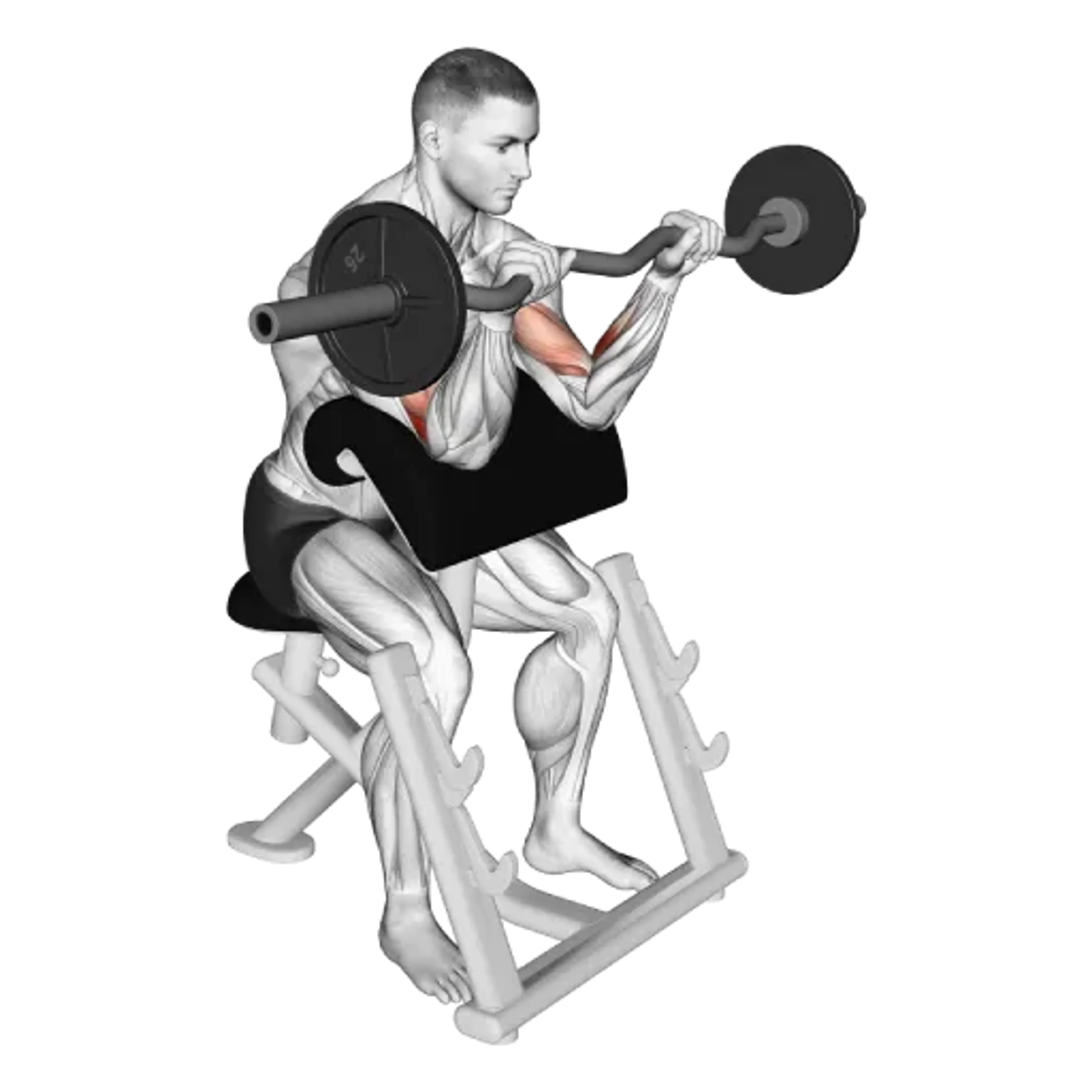 EZ Bar Preacher Curl (Reverse Grip)