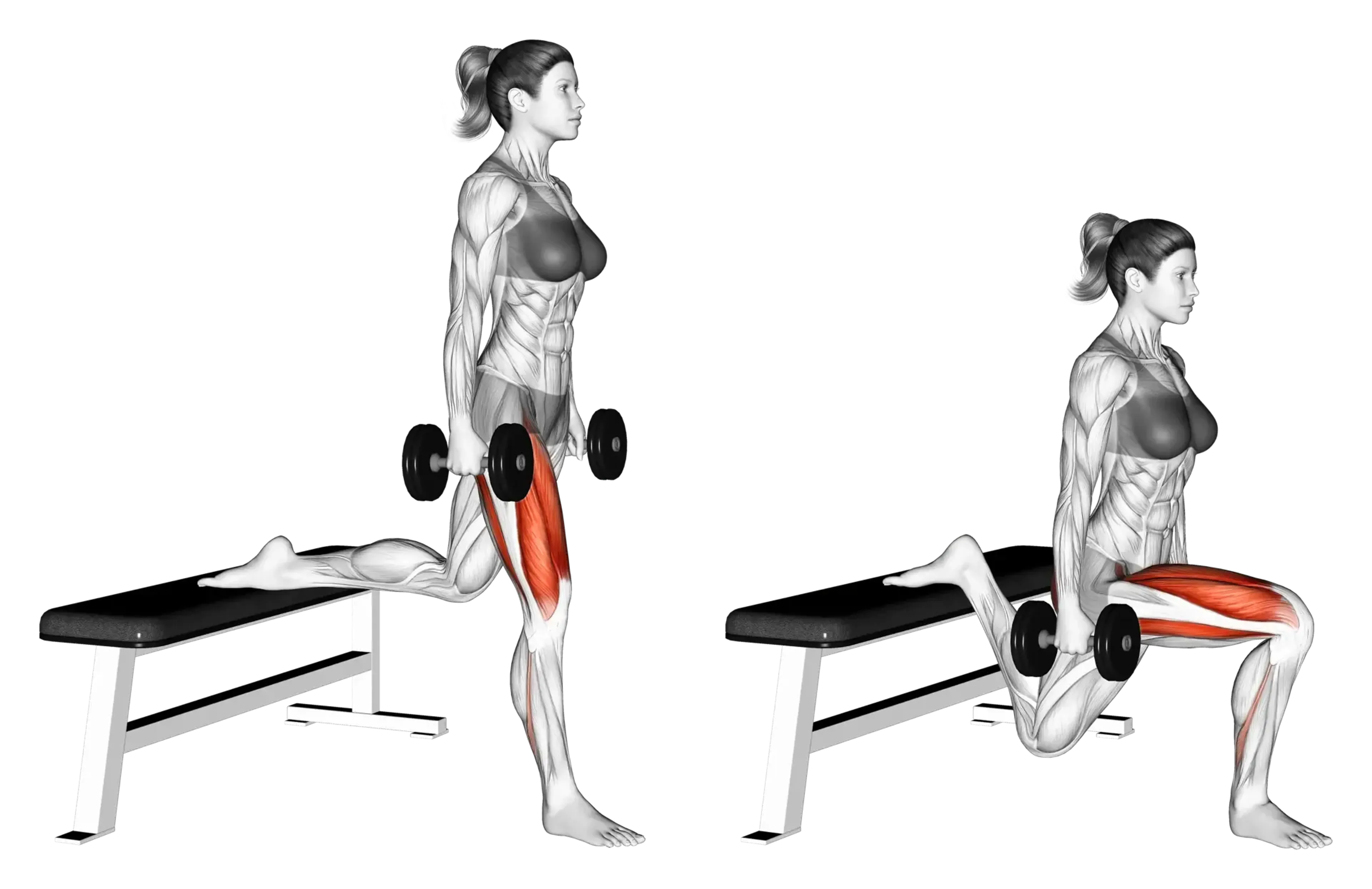 Dumbbell Bulgarian Split Squat Guide Muscles Worked Tips Athlemove Dumbbell Bulgarian Split Squat Guide Muscles Worked Tips Athlemove