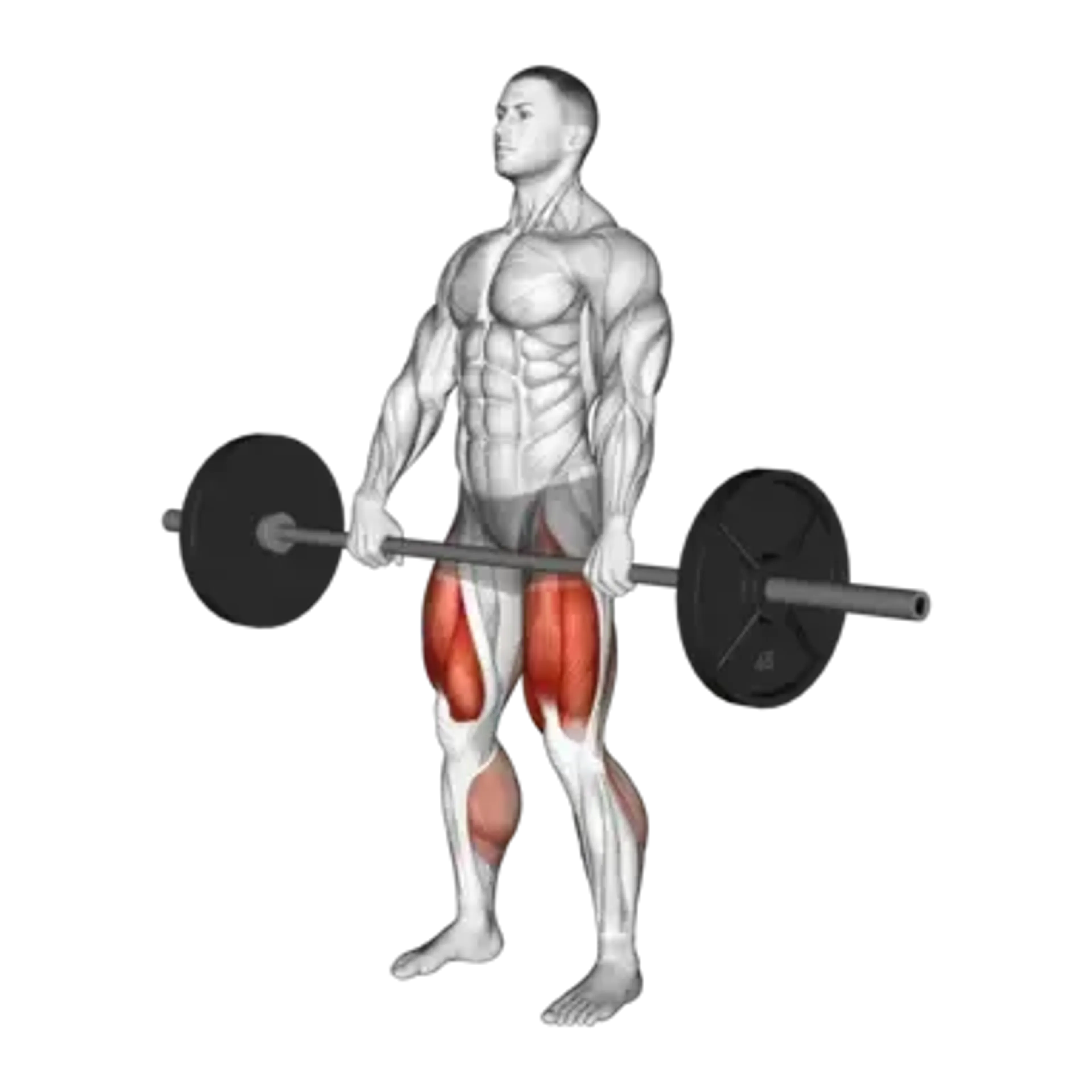 Barbell Deadlift