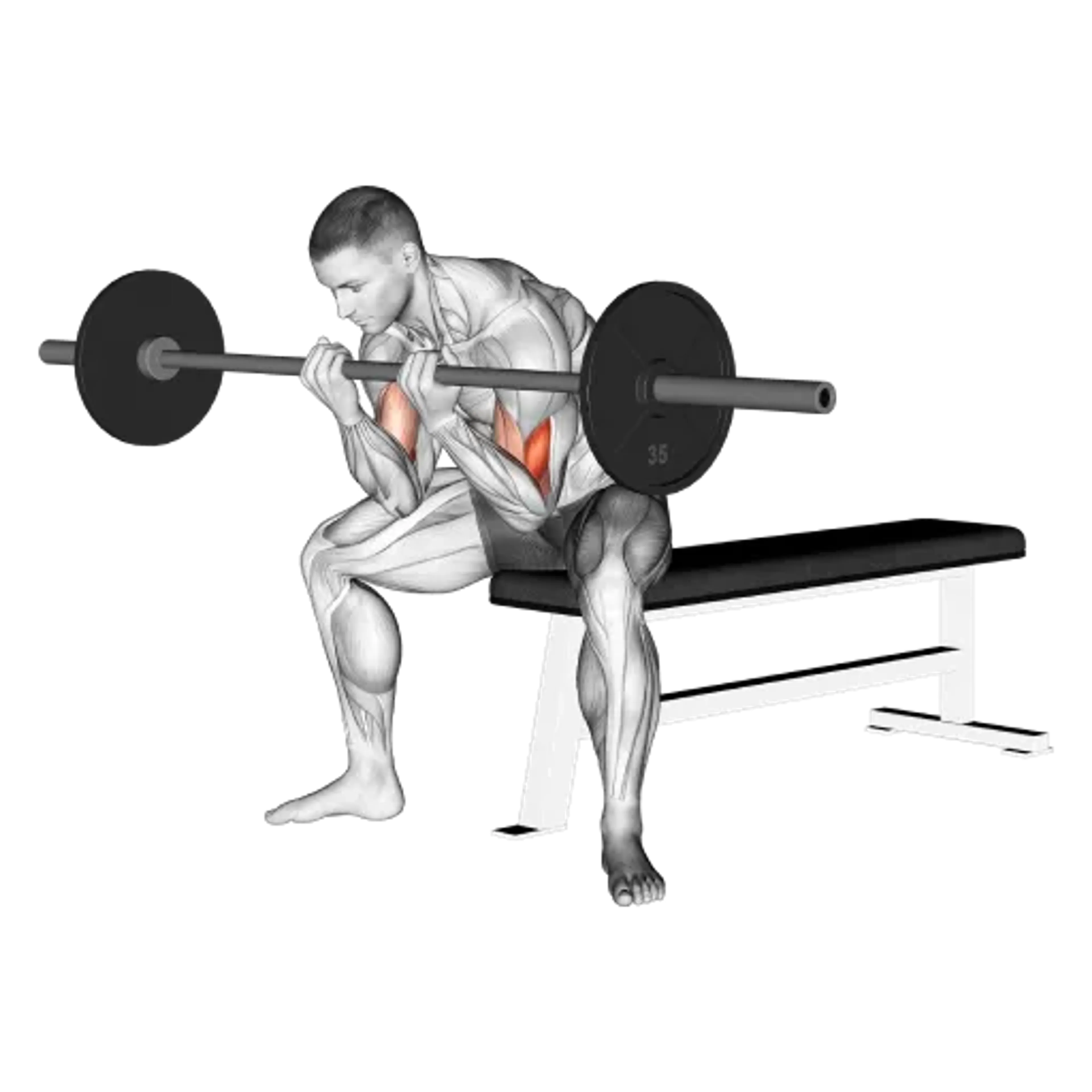 Barbell Concentration Curl