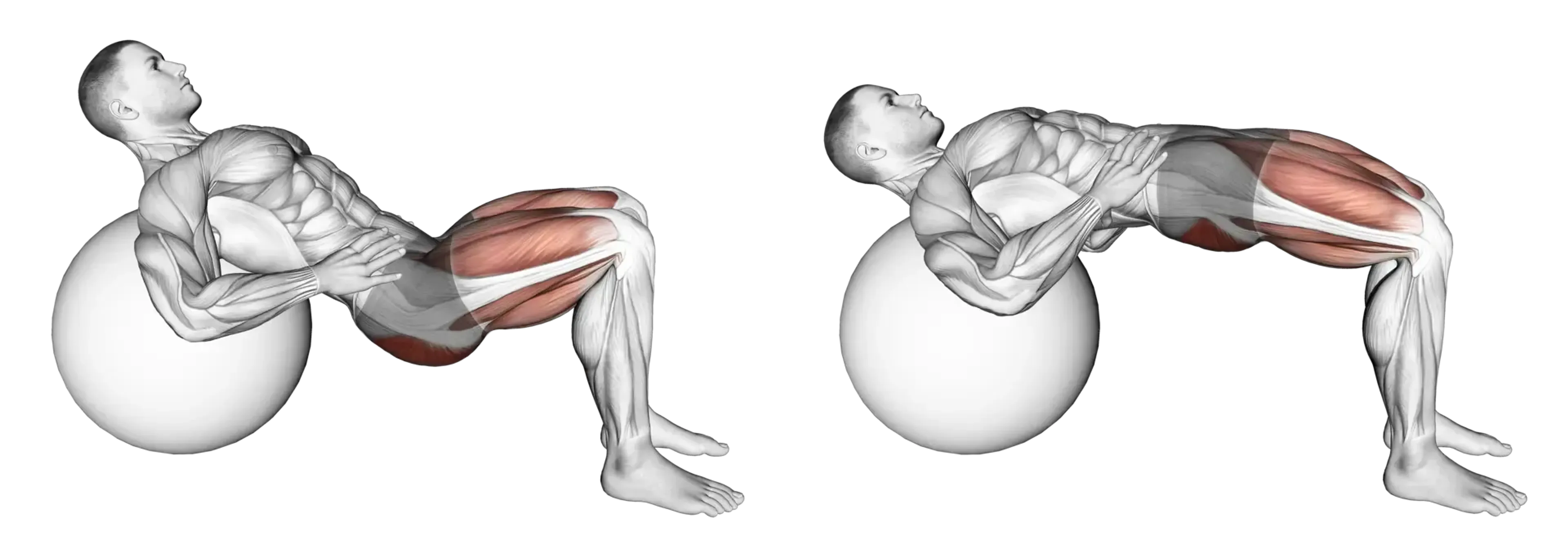 Exercise Ball Hip Thrust