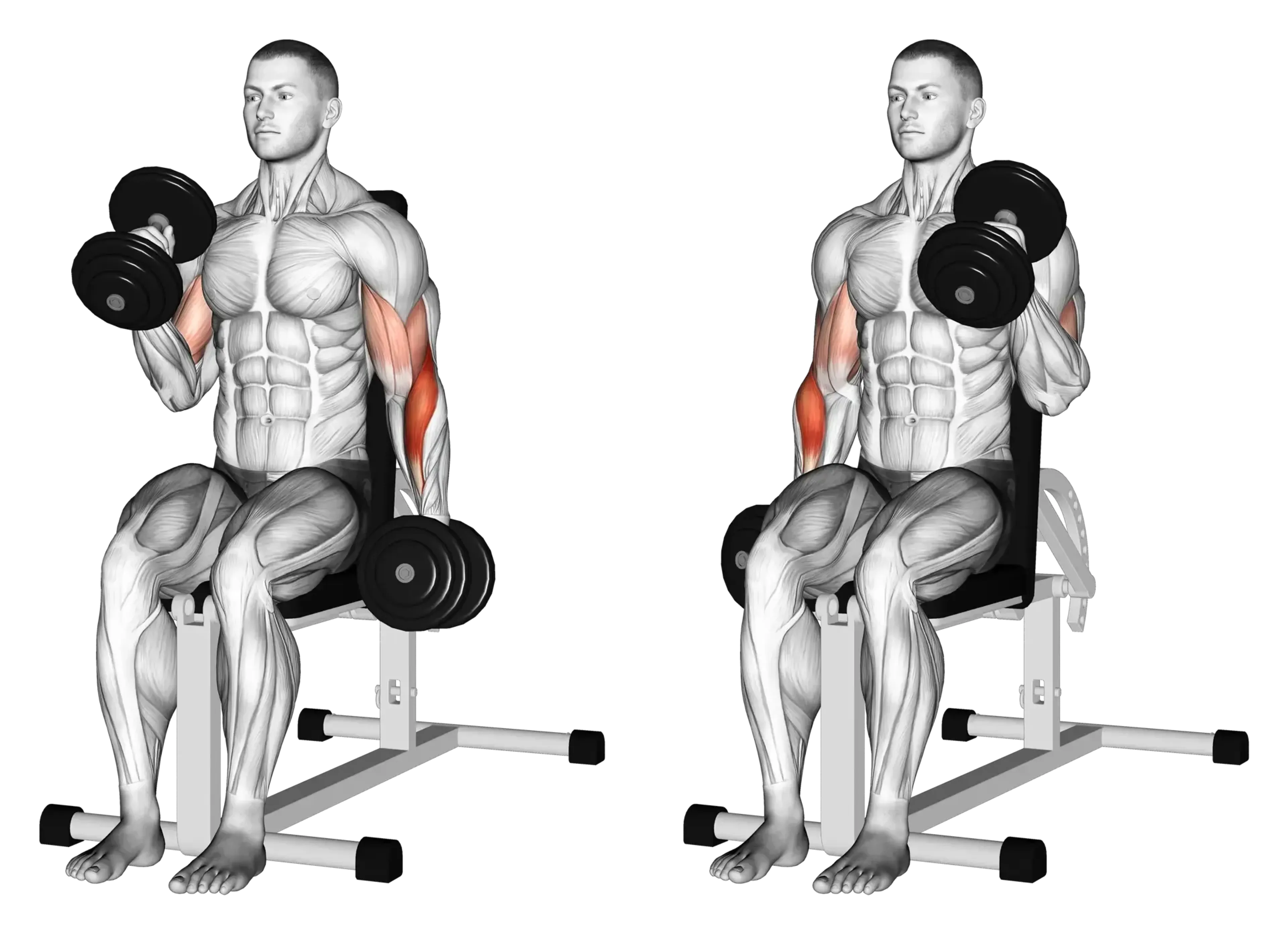 Alternating Dumbbell Seated Hammer Curl