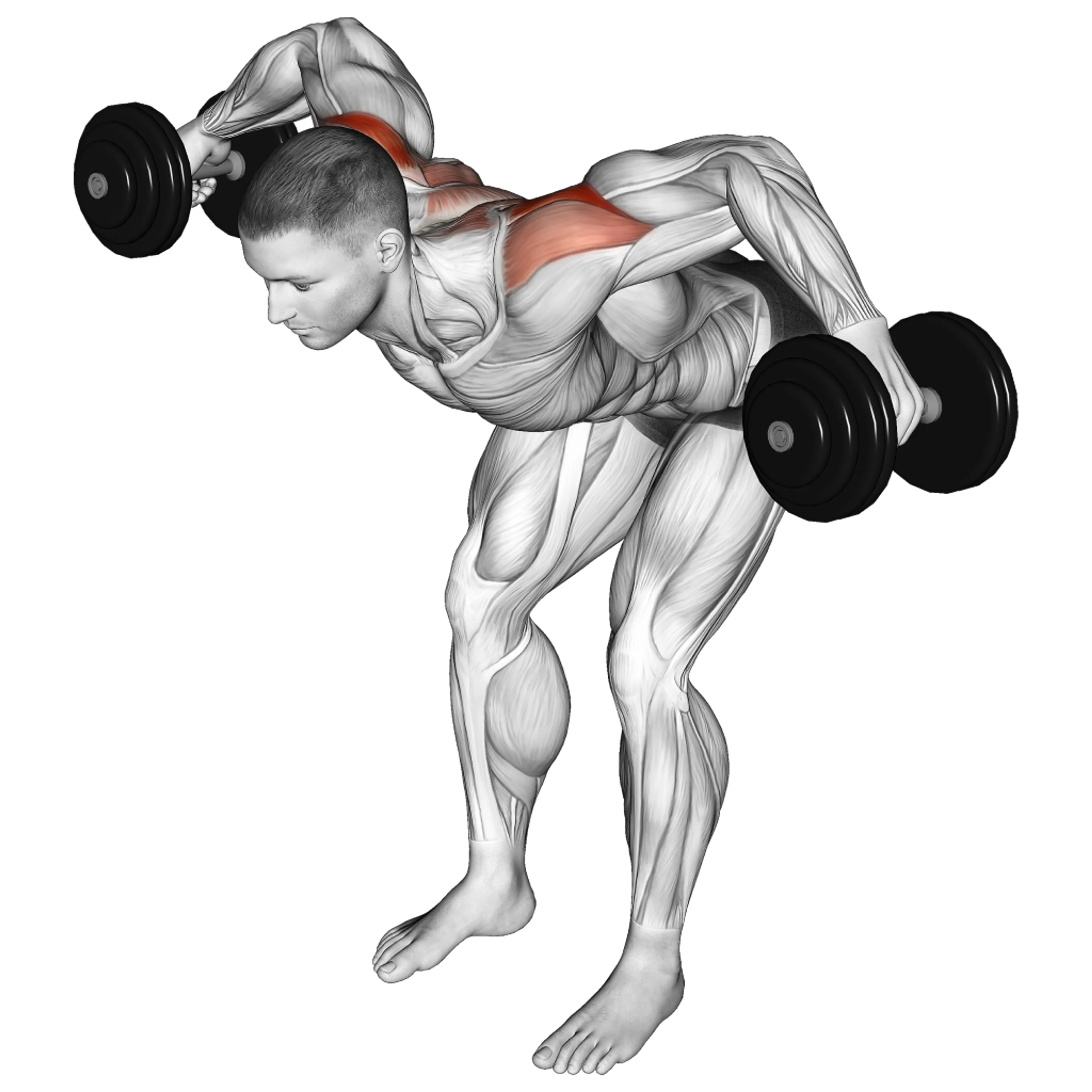 Dumbbell Rear Lateral Raise