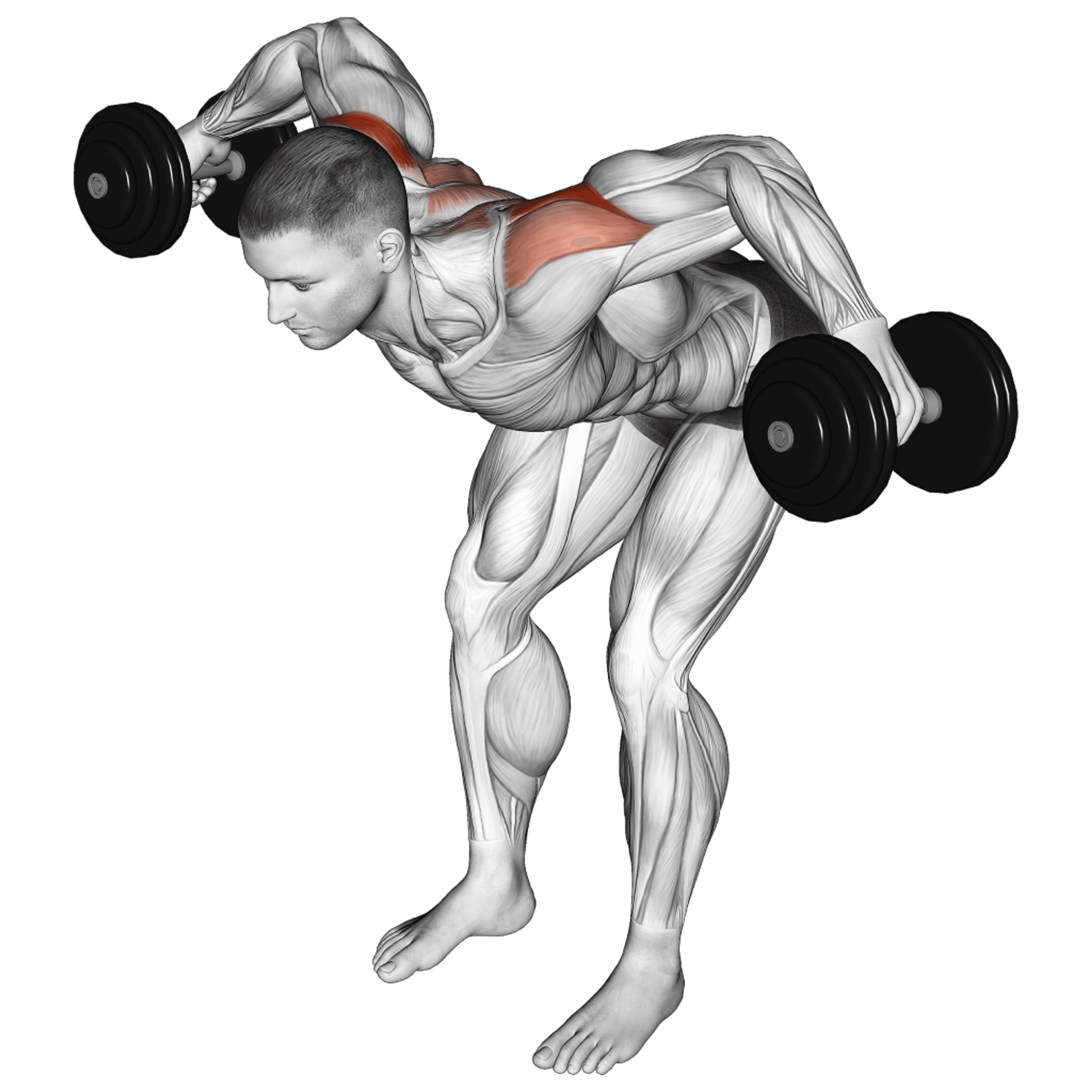 Dumbbell Rear Lateral Raise