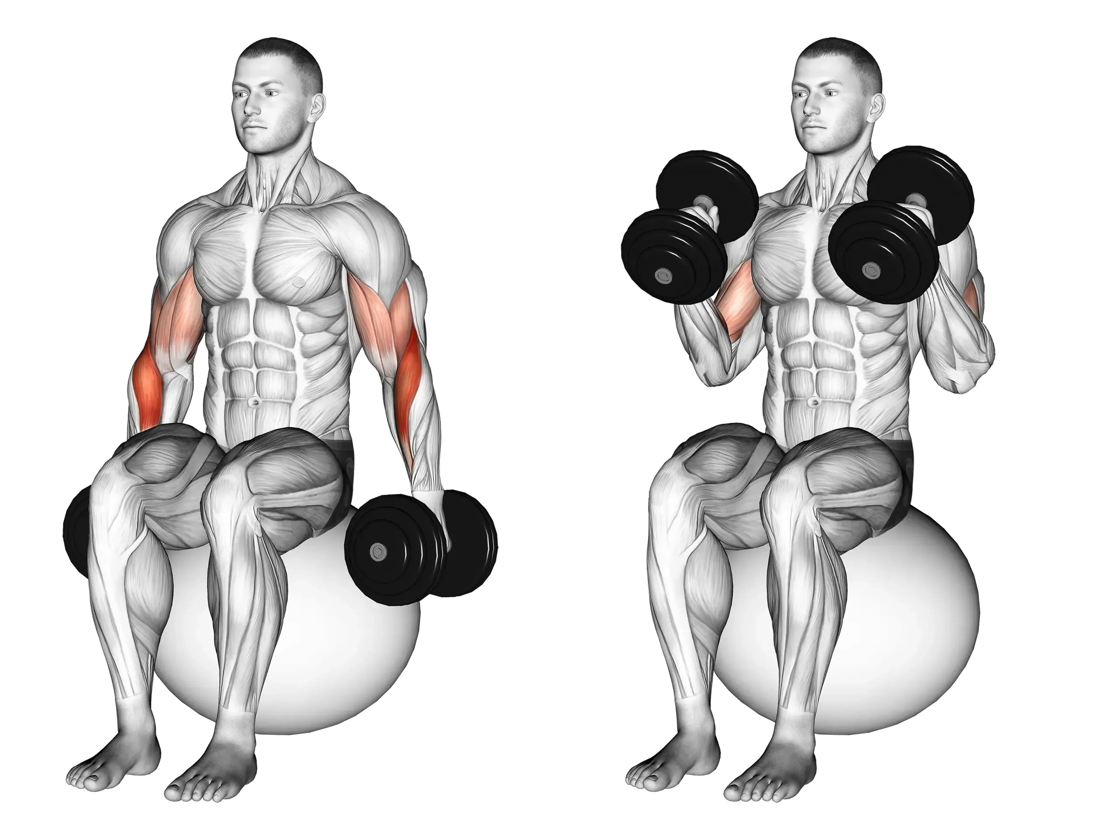 Dumbbell Exercise Ball Hammer Curl