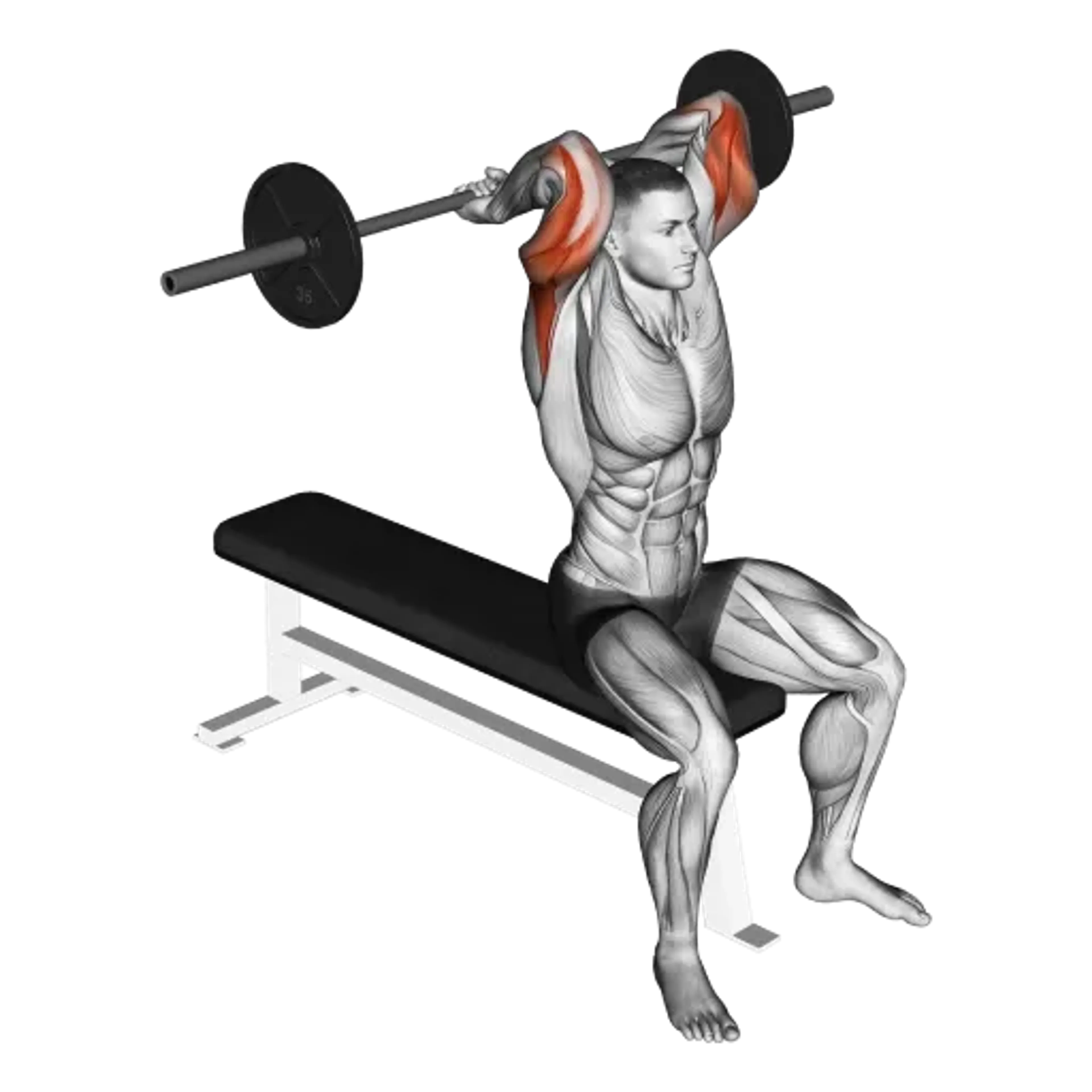 Barbell Seated Triceps Overhead Extension