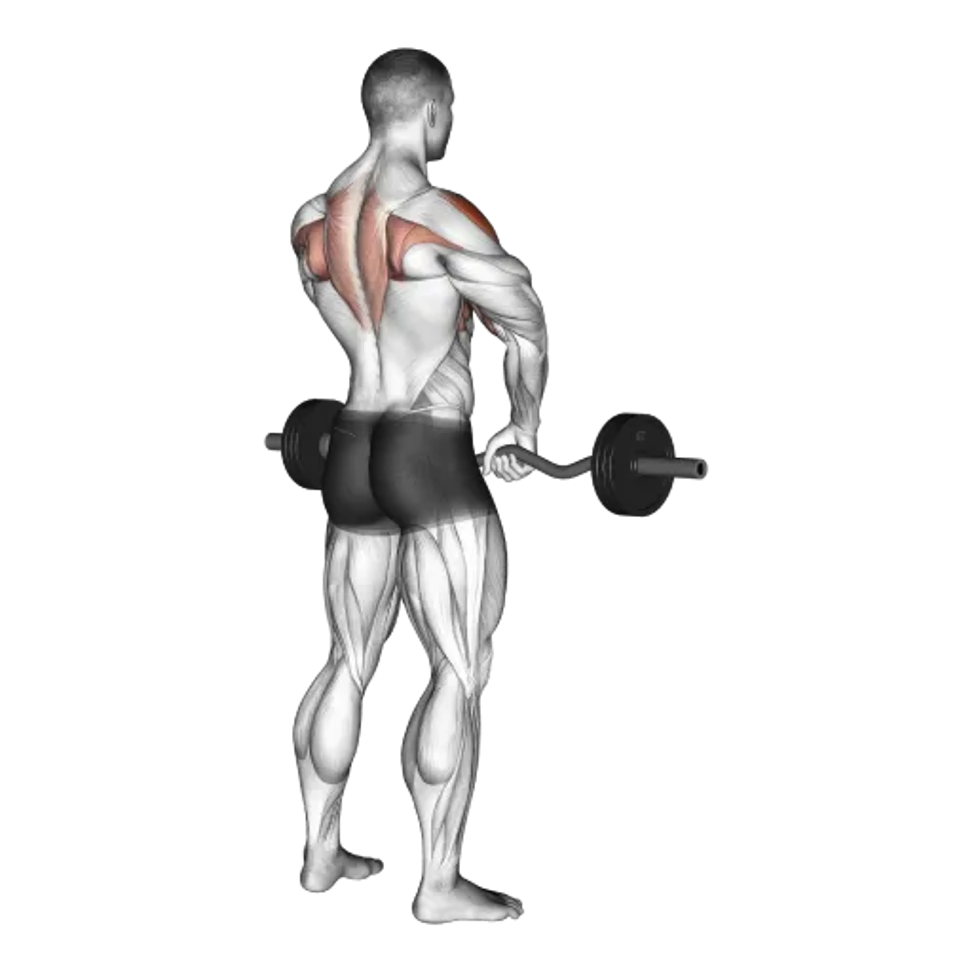 EZ Bar Upright Row