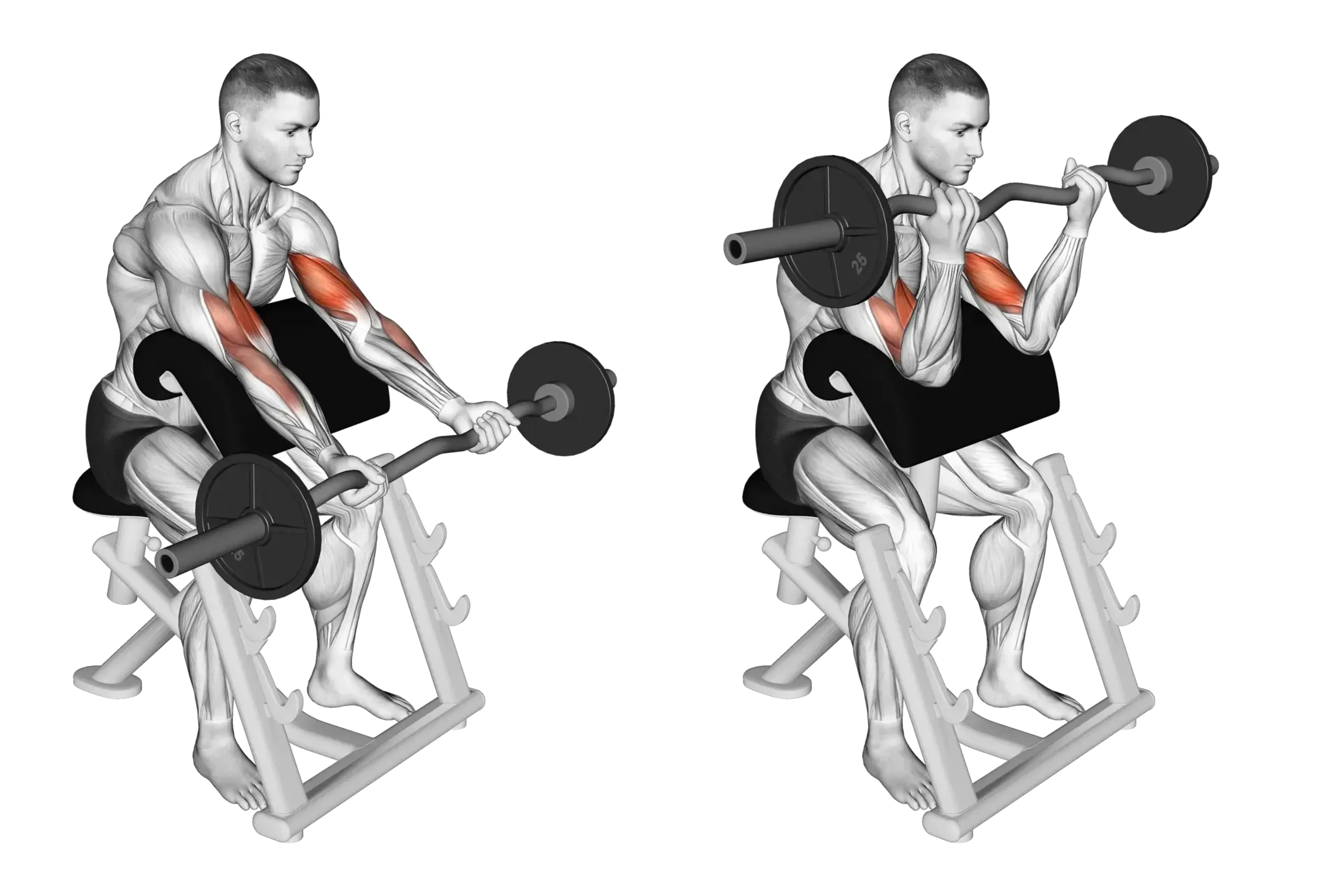 EZ Bar Preacher Curl