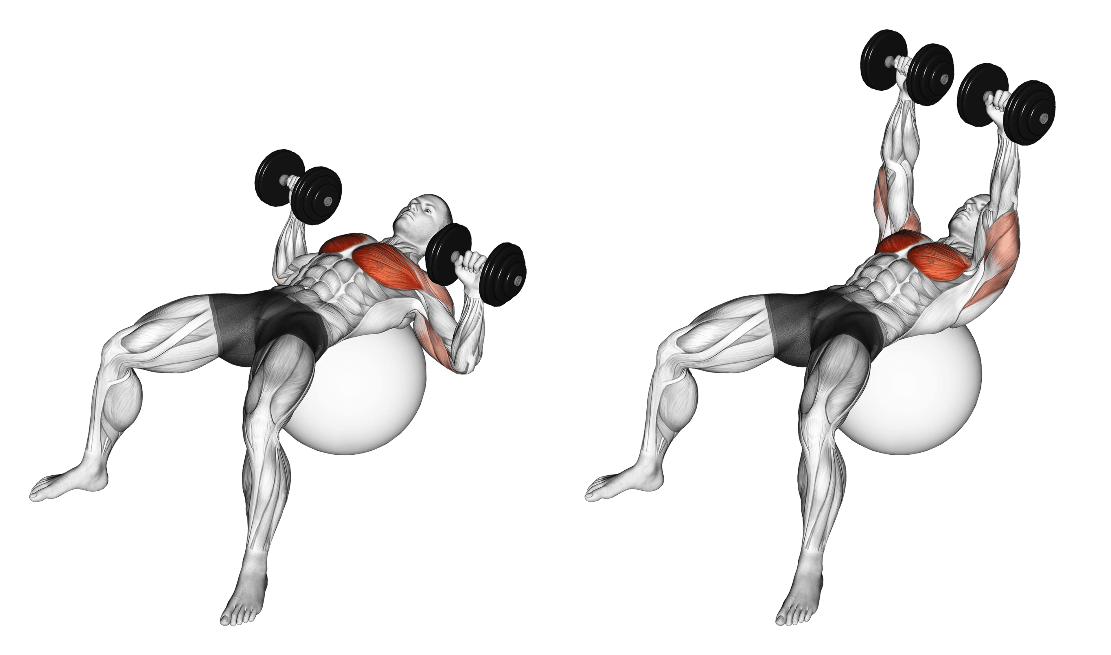Dumbbell Exercise Ball Bench Press